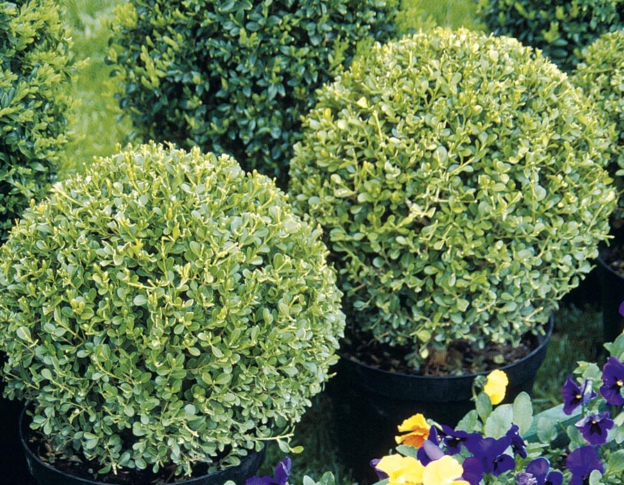 Lowe's NURSERY Globe Boxwood Feature Shrub in 3 -Gallon Pot with White Blooms
