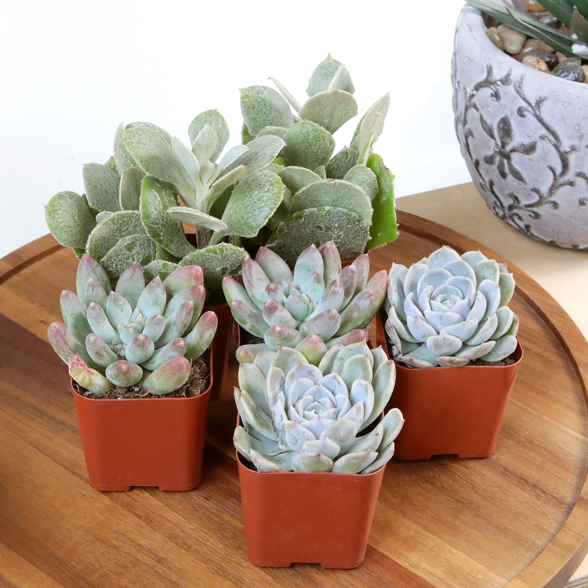 Altman Plants 0881149 Cacti-Succulents - View #8