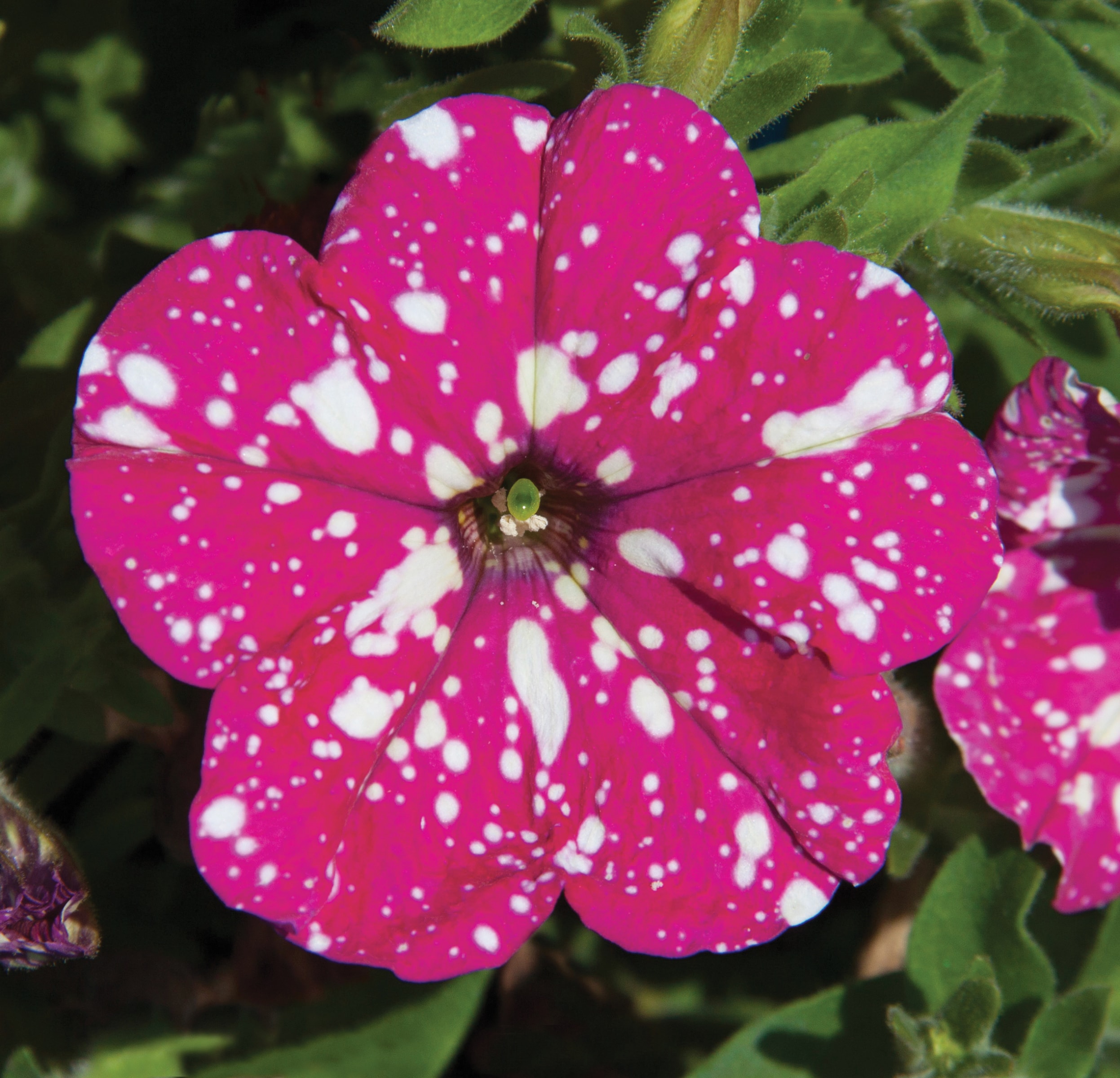 National Plant Network LW1324 annuals - View #2
