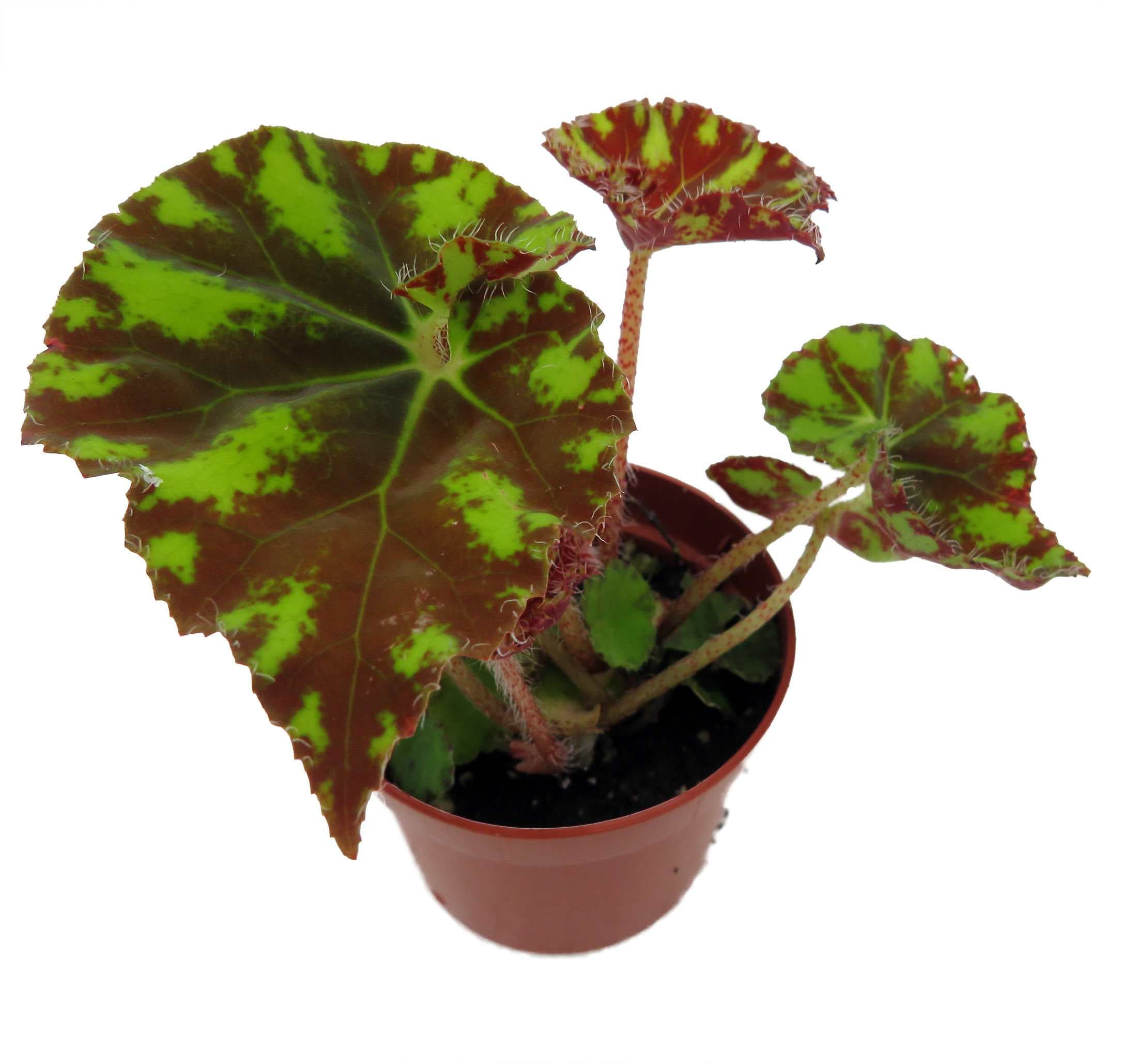 Hirt's Gardens GARYBEGNEON25 hseplants - View #2