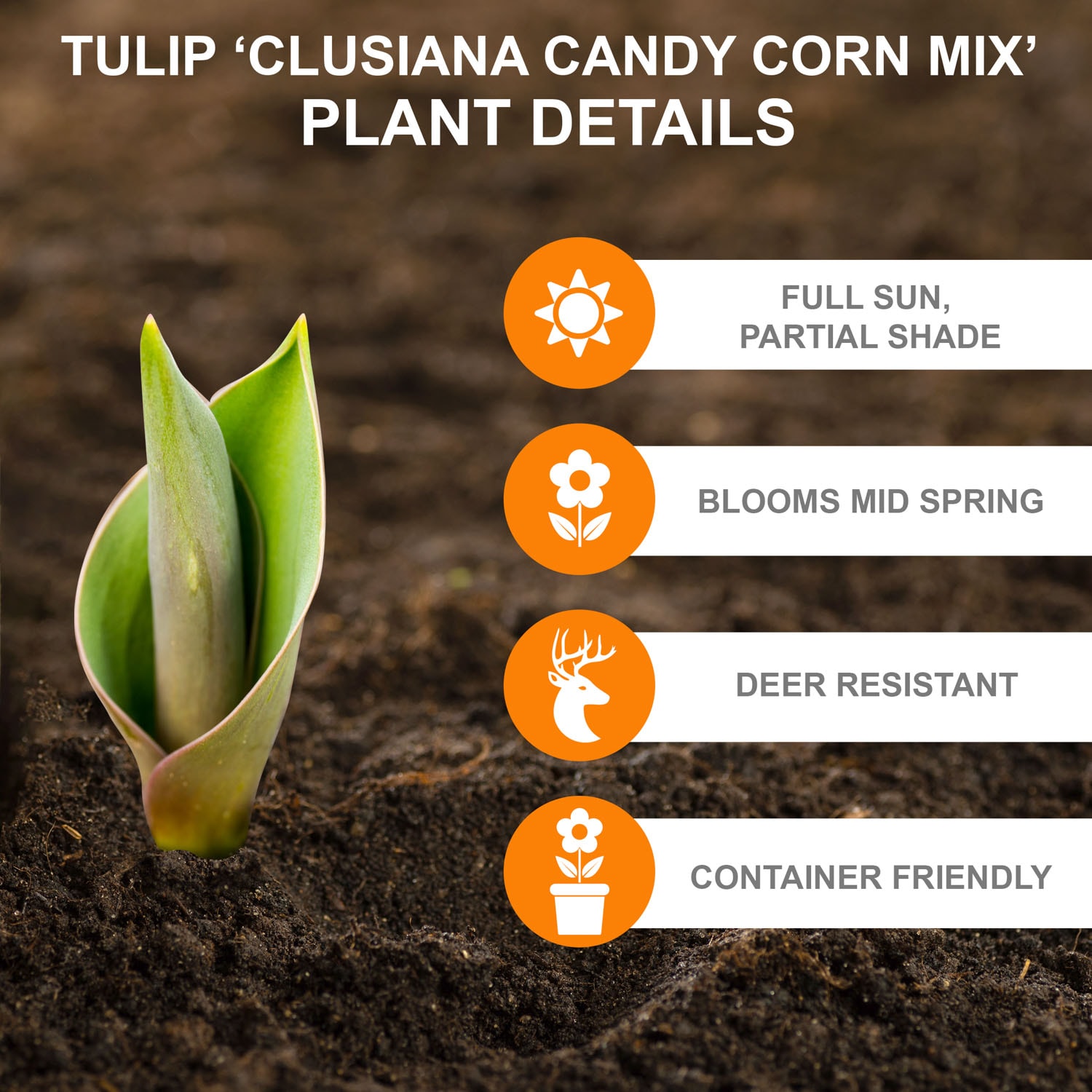 Garden State Bulb ECF-83-100-04 Plant-Bulbs - View #2