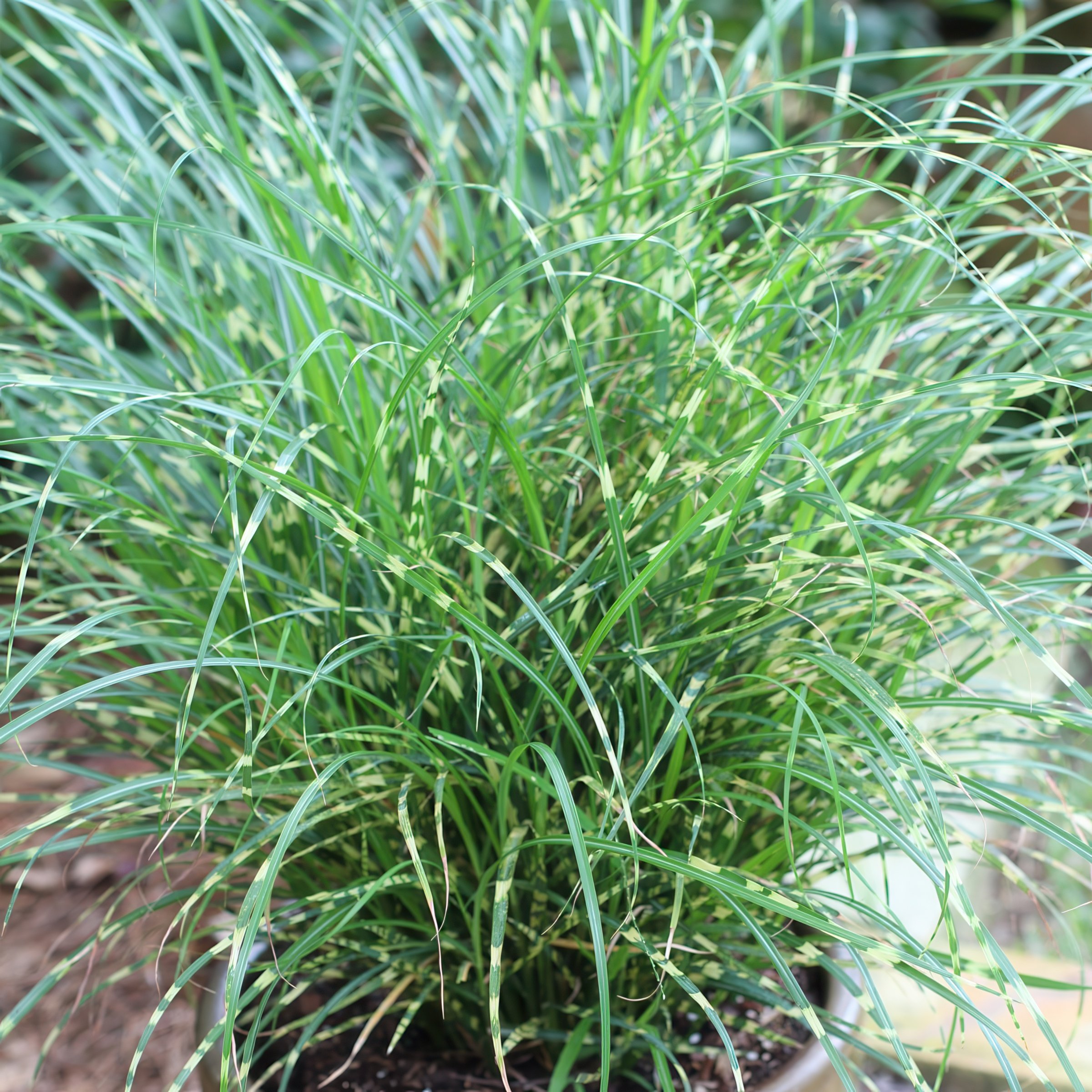 National Plant Network LW2208 perennials - View #5