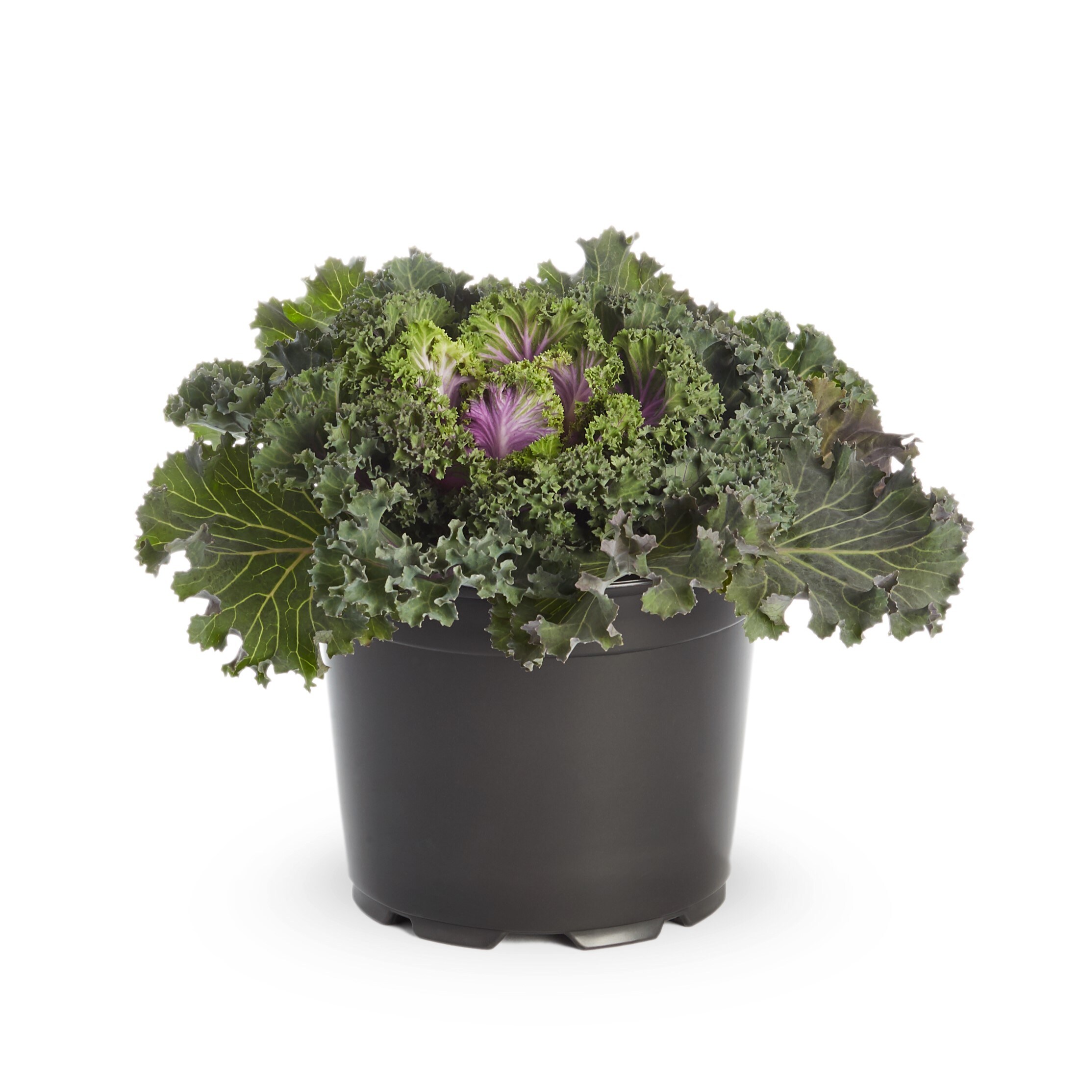 Lowe's NURSERY annuals - View #4