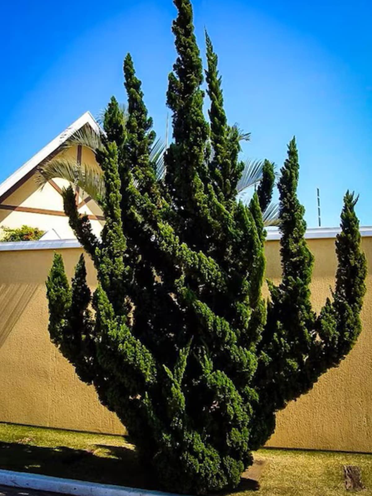 Southern Planters JUNTOR03G 3 -Gallon Screening Hollywood Juniper In pot (with soil)