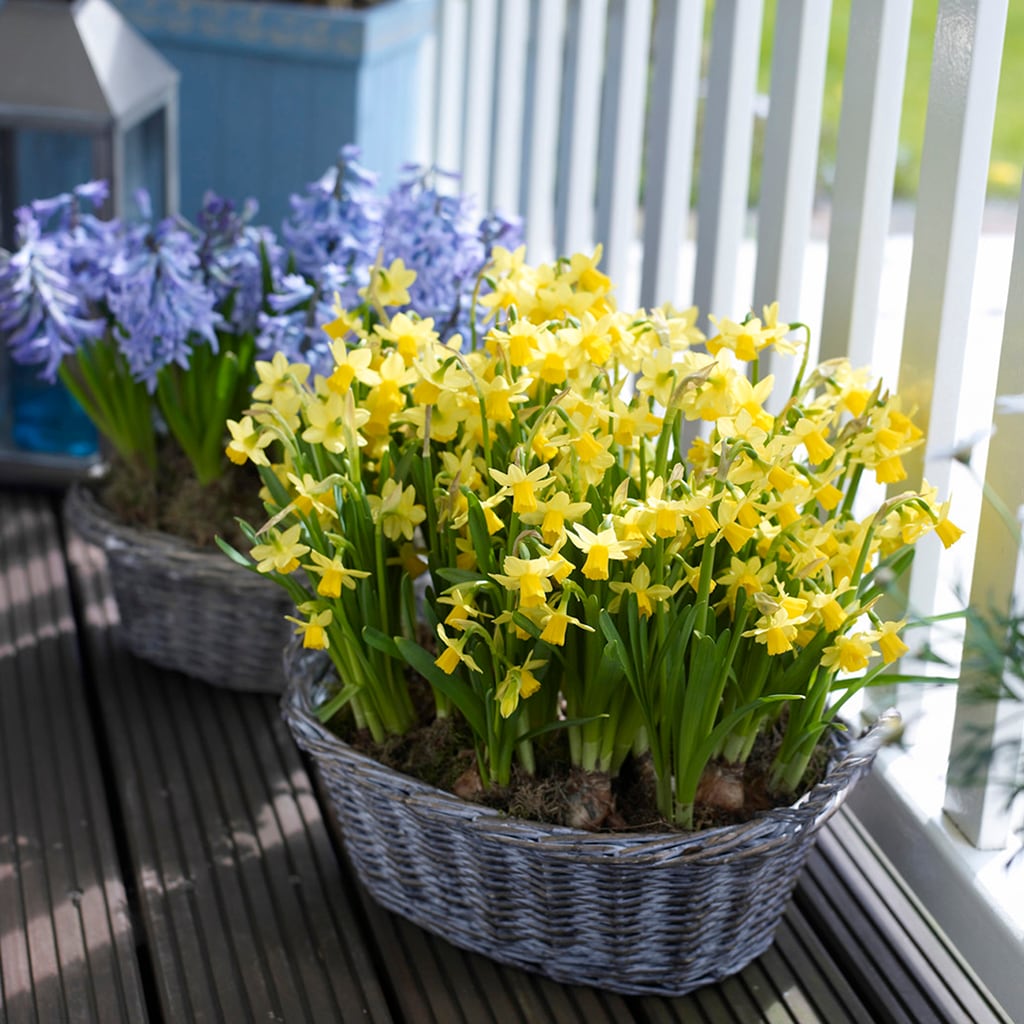 Van Zyverden 87033 Plant-Bulbs - View #7