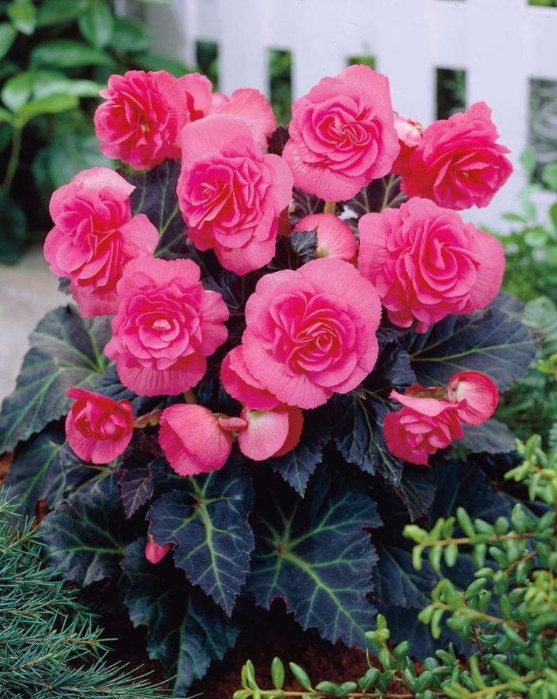 Garden State Bulb Pink Double Pink Tuberous Begonia Bulbs (L02237A 