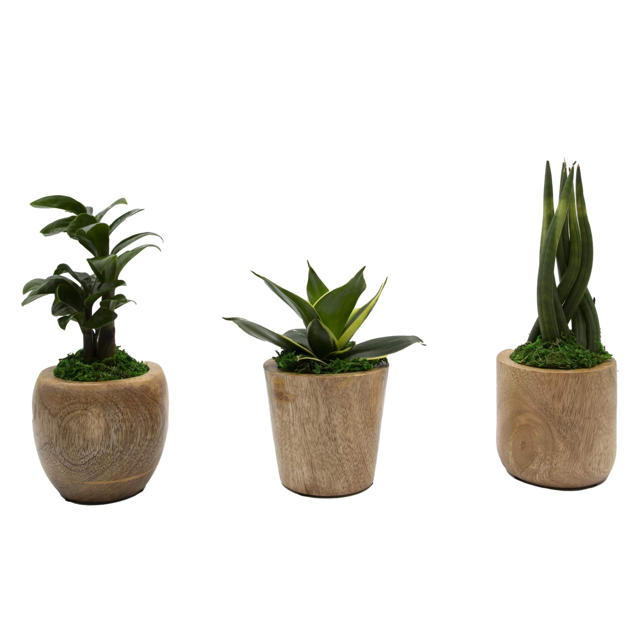 LiveTrends ASB06583 Bogota House plant in 2.3 Ounce(s) Pot 1 -Pack