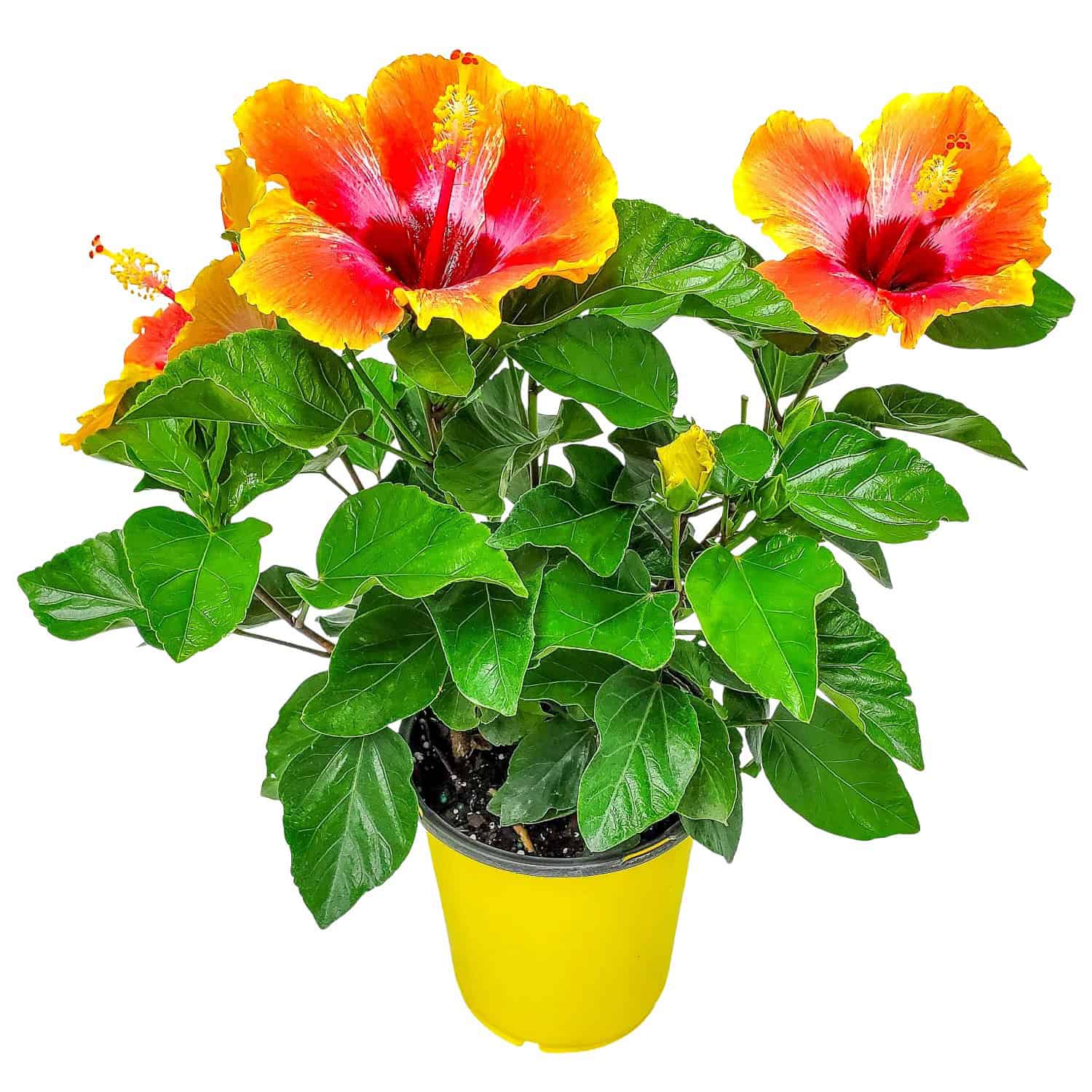 Tropical Plants of Florida Fiesta Hibiscus Bush in 1 Gallon Nursery Pot 1  Pack in the Annuals department at Lowes.com