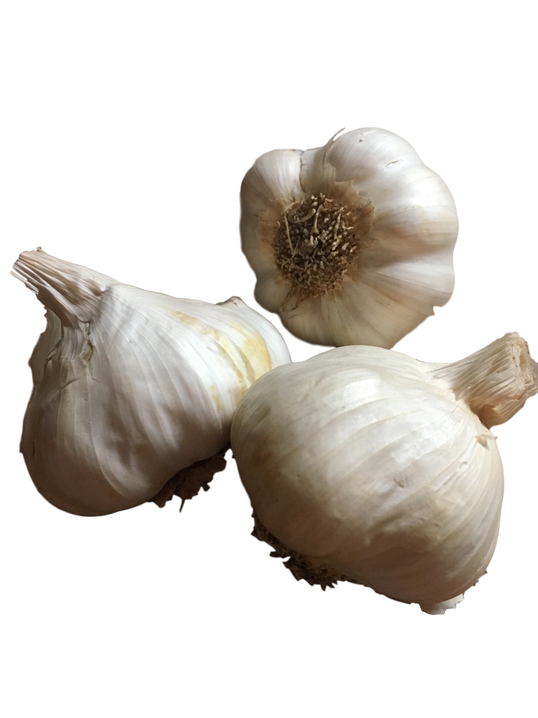 Daylily Nursery 21653 Plant-Bulbs - View #3