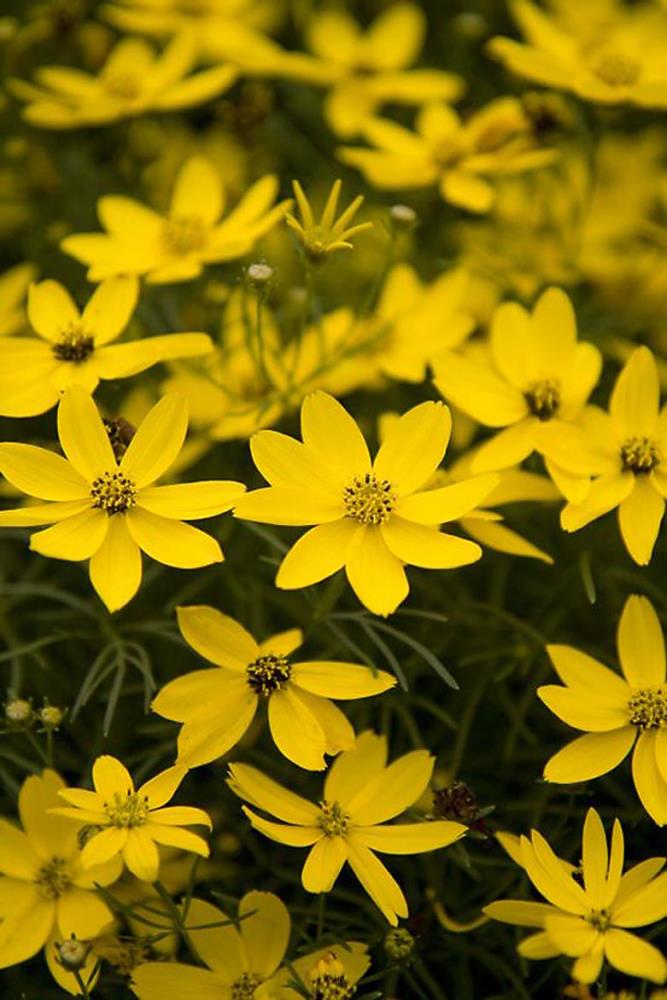 Monrovia 027971 Yellow Zagreb Threadleaf Tickseed Plant in 3 -Quart Pot