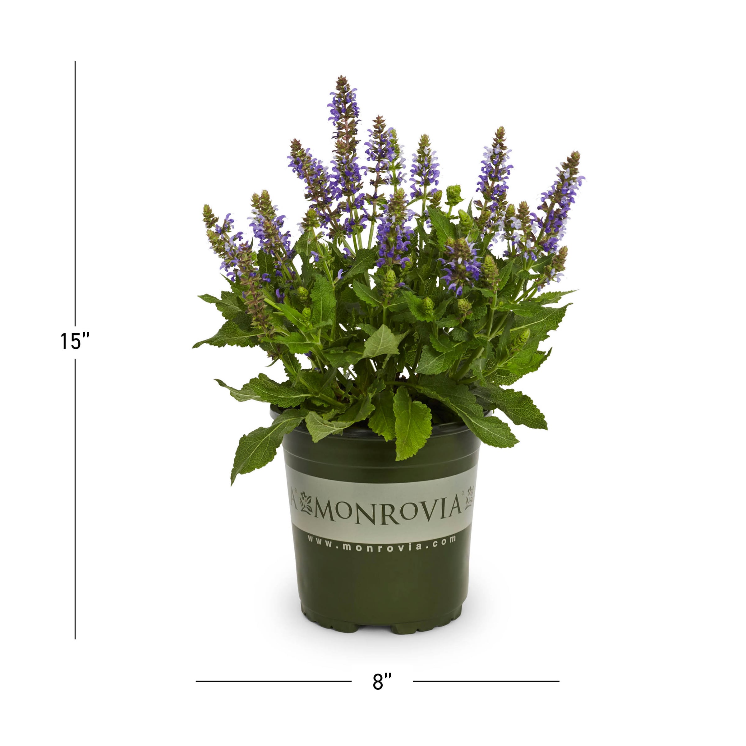 Monrovia NURSERY annuals - View #3