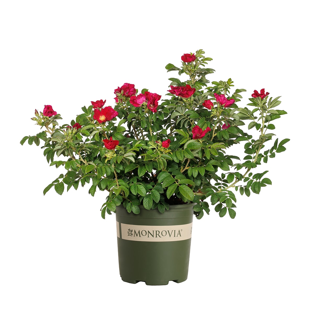 Monrovia KT11242706000200000 Red Seaside Swirl Rugosa Rose 1.73 -Gallon 1 -Pack in Pot