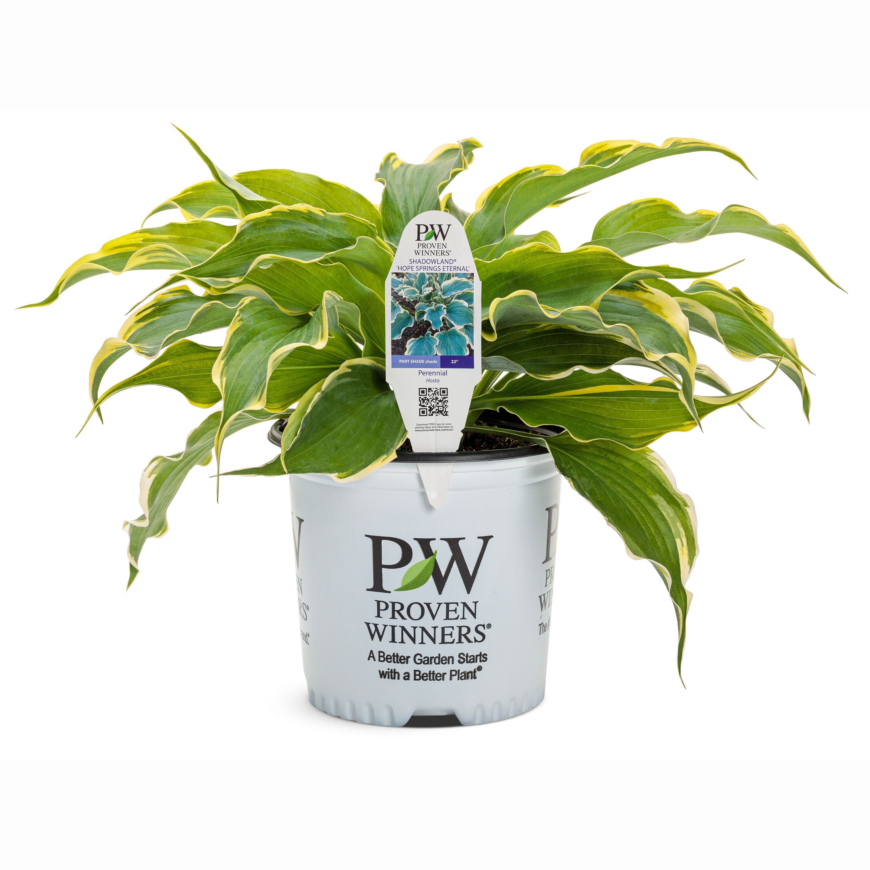 Proven Winners White Shadowland 'hope Springs Eternal' Hosta Plant in 1 ...