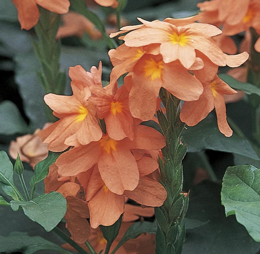 Monrovia Multicolor Crossandra in 1 Quart Pot in the Annuals