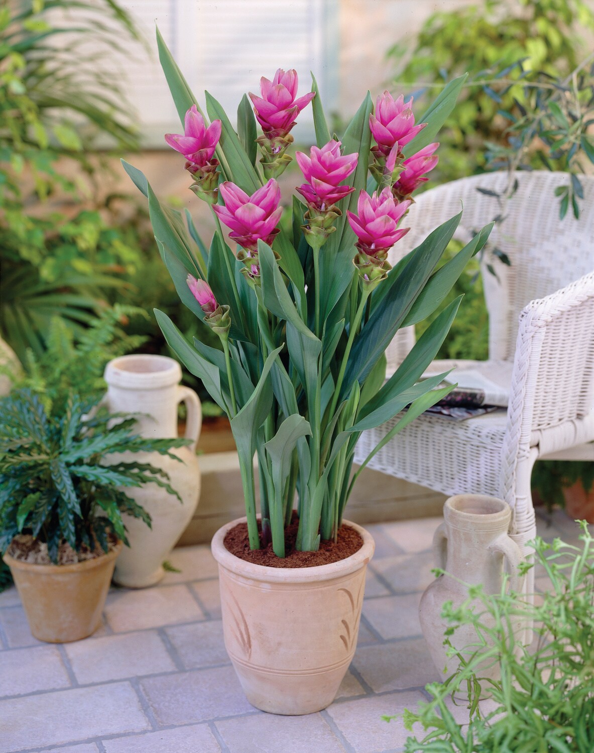 Breck's 67774 Plant-Bulbs - View #3