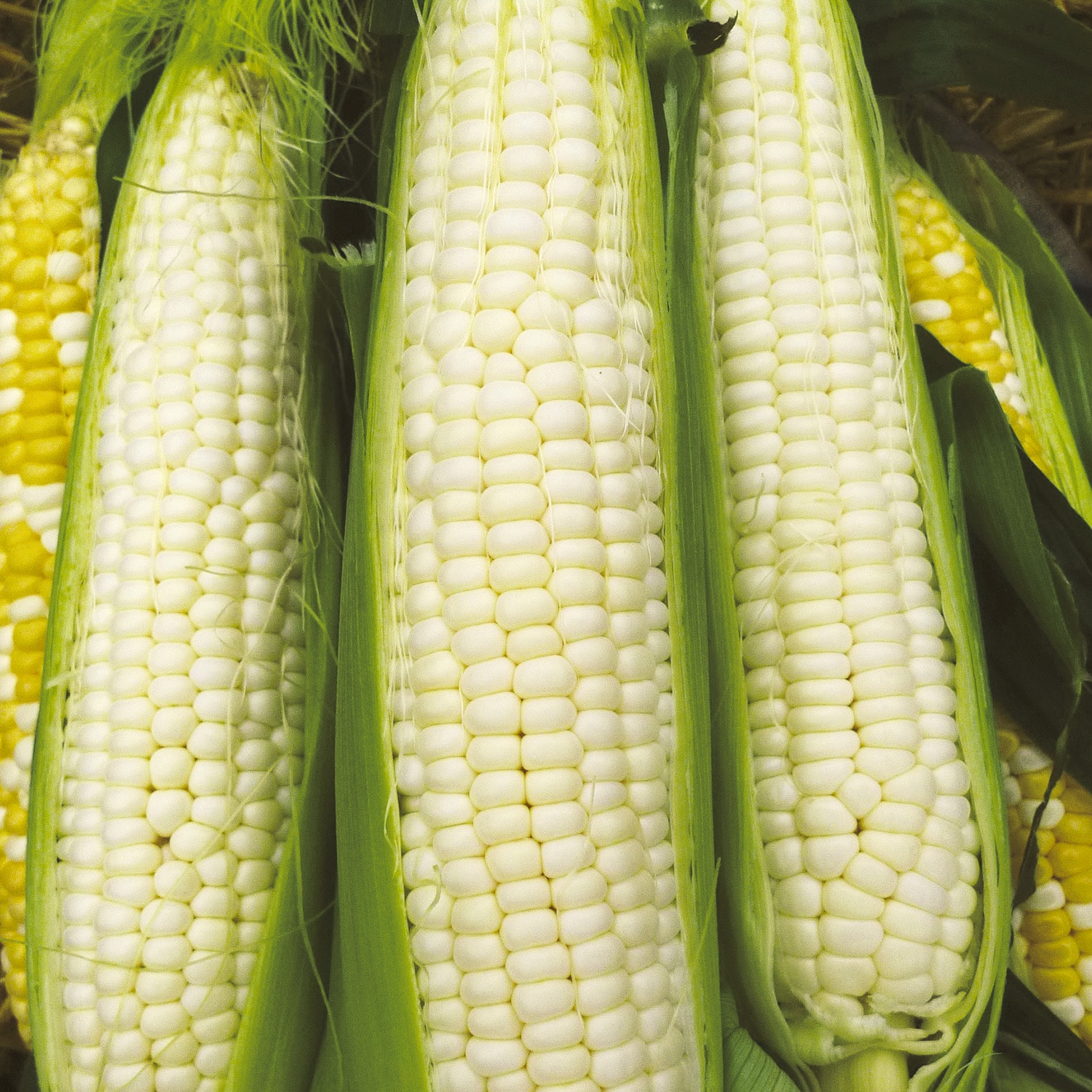 Ferry-Morse LC25.7697 Vegetable-Herb-Seeds - View #3