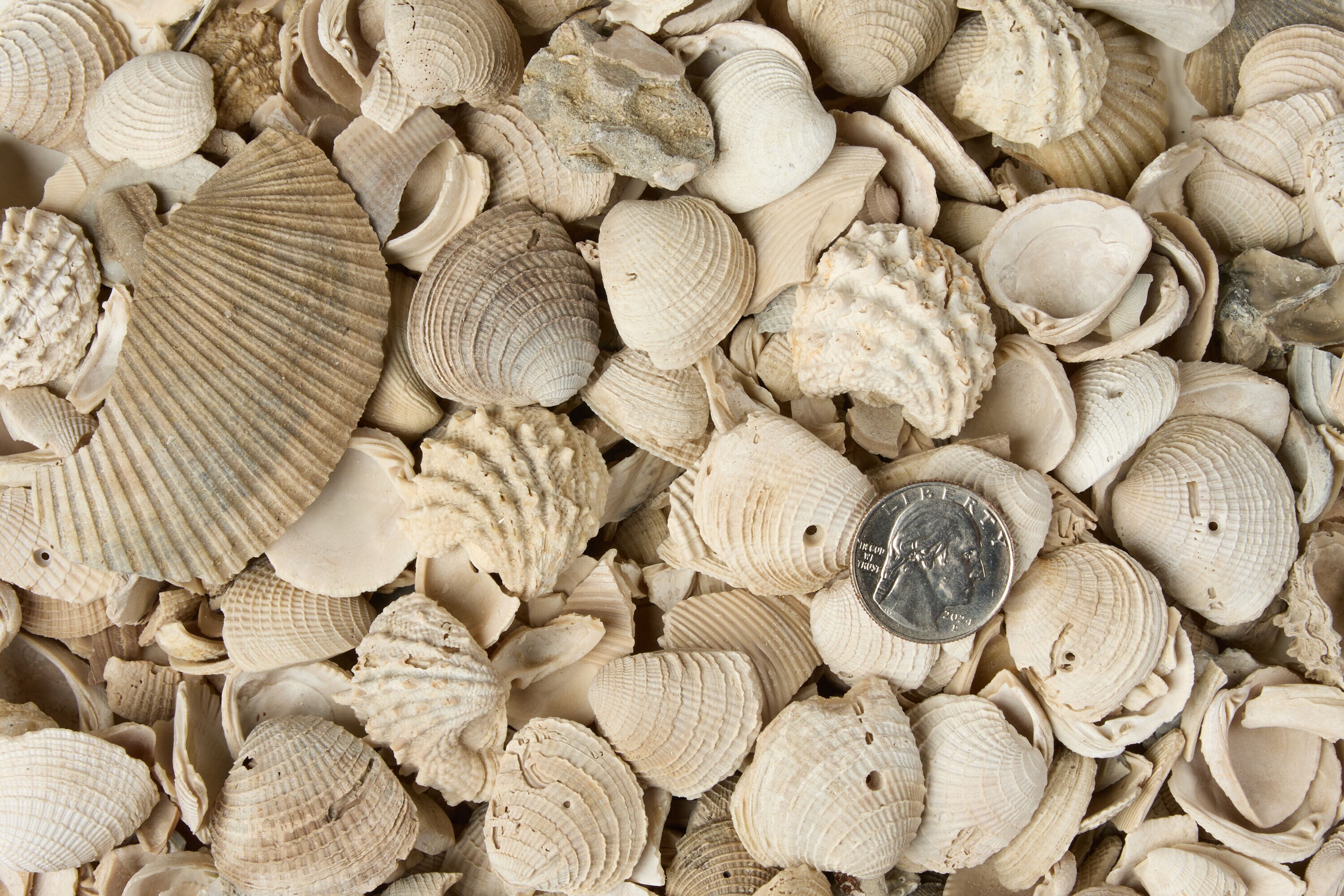 Cureton Industries 0.75 Cubic yard(s) Off-white Sea shell (0.5 - 3-in ...