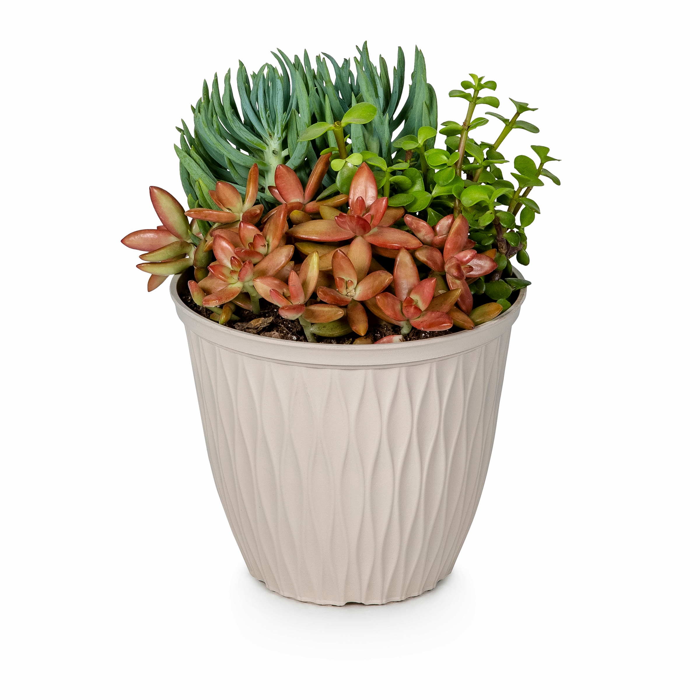Lowe's 1 -Pack Succulents in 1 -Gallon Pot #1900822