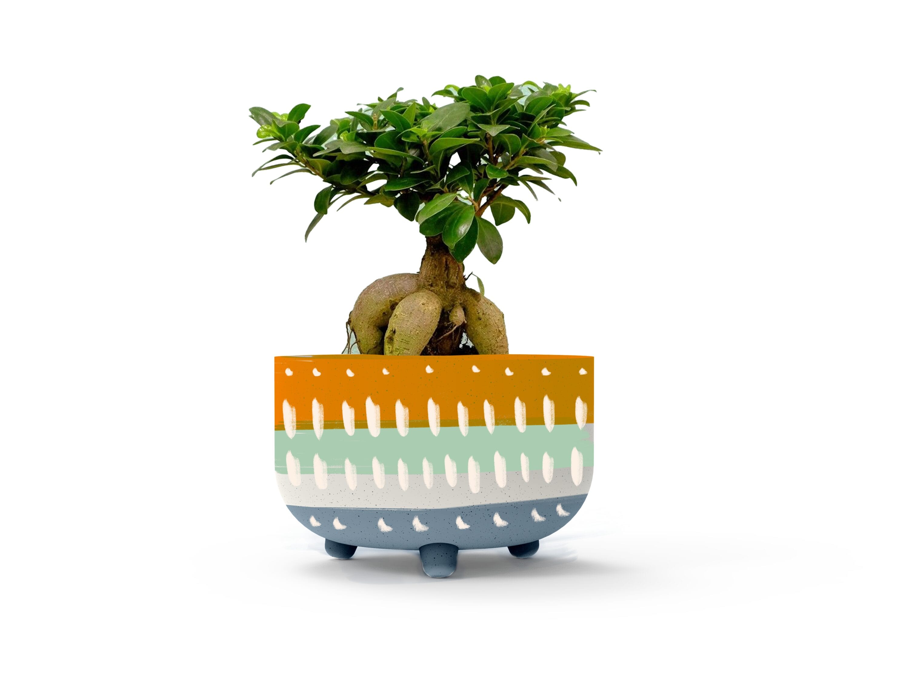 LiveTrends ASB07597 Llanos Garden House plant in 36 Ounce(s) Pot 1 -Pack