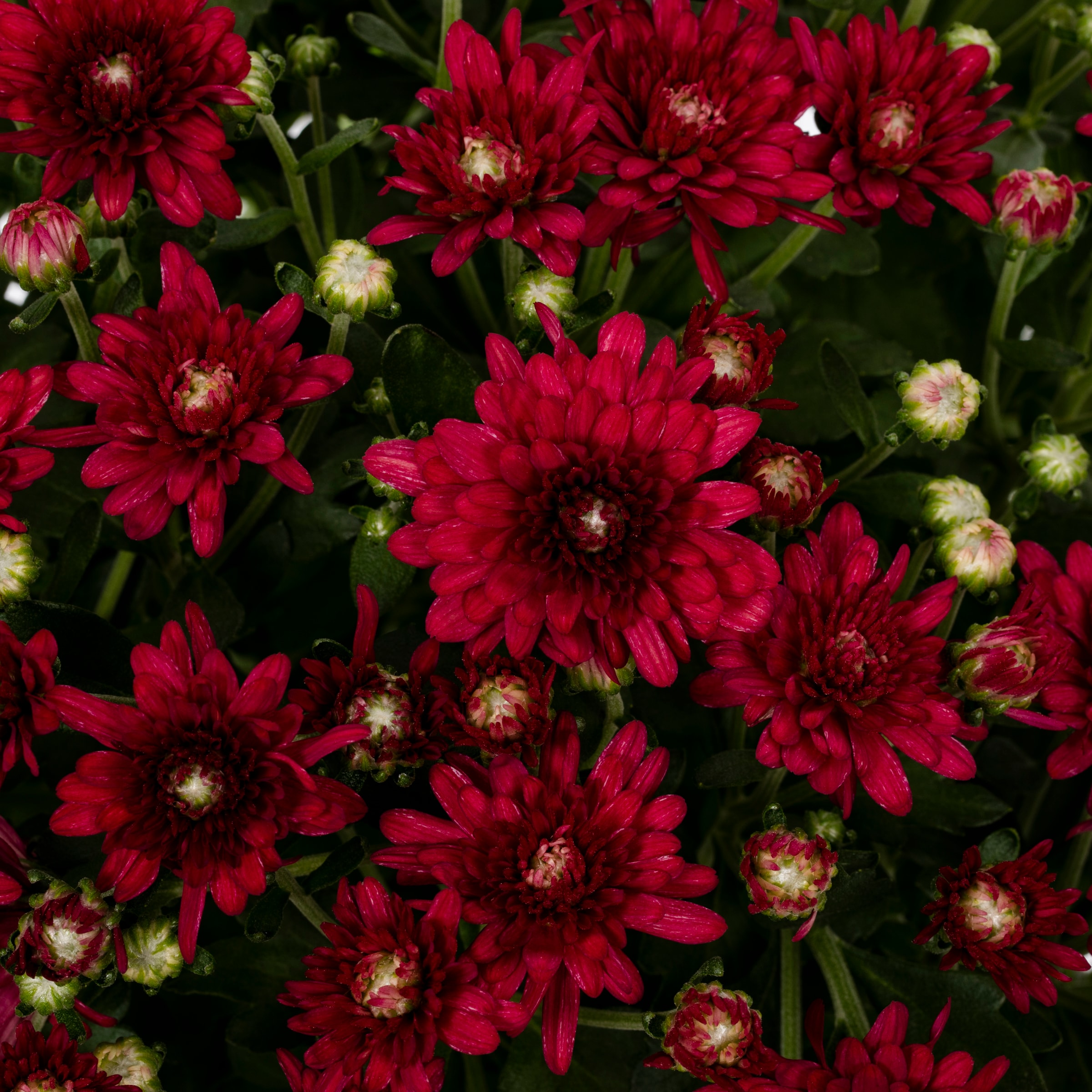 Lowe's NURSERY annuals - View #2