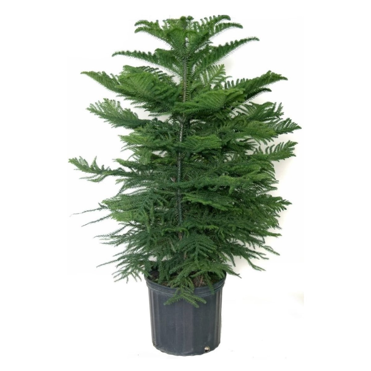 Holiday Living 425252 Norfolk Island Pine House plant in 2.33 Gallon(s) Pot 1.0 -Pack