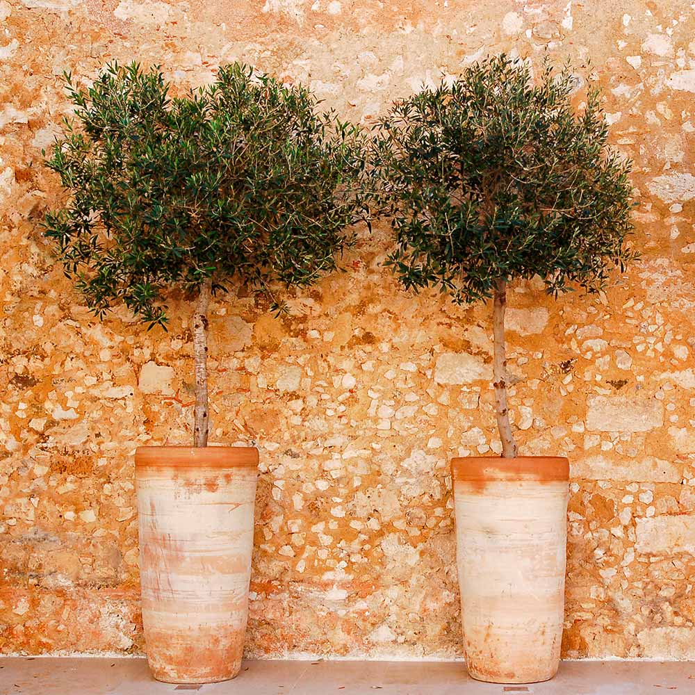 Brighter Blooms 12735 Olive Plant in Pot