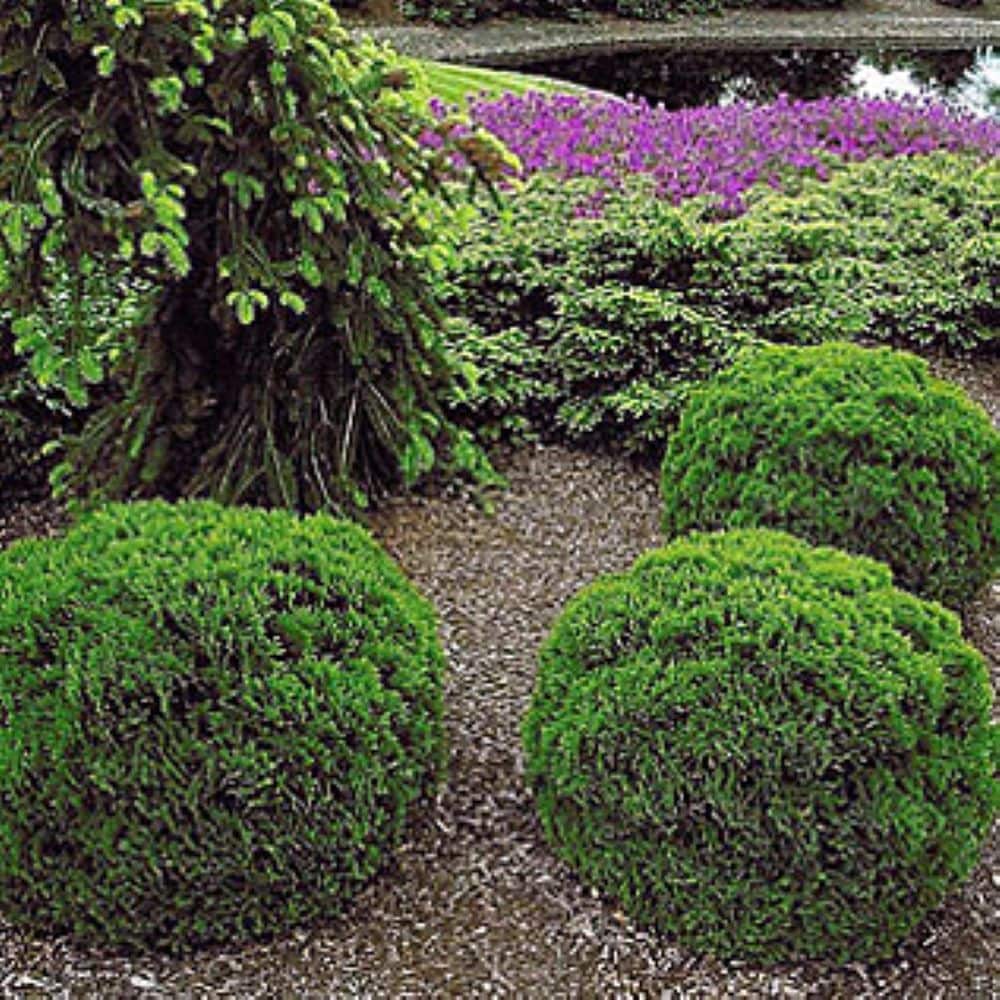  O880903 shrubs - View #2