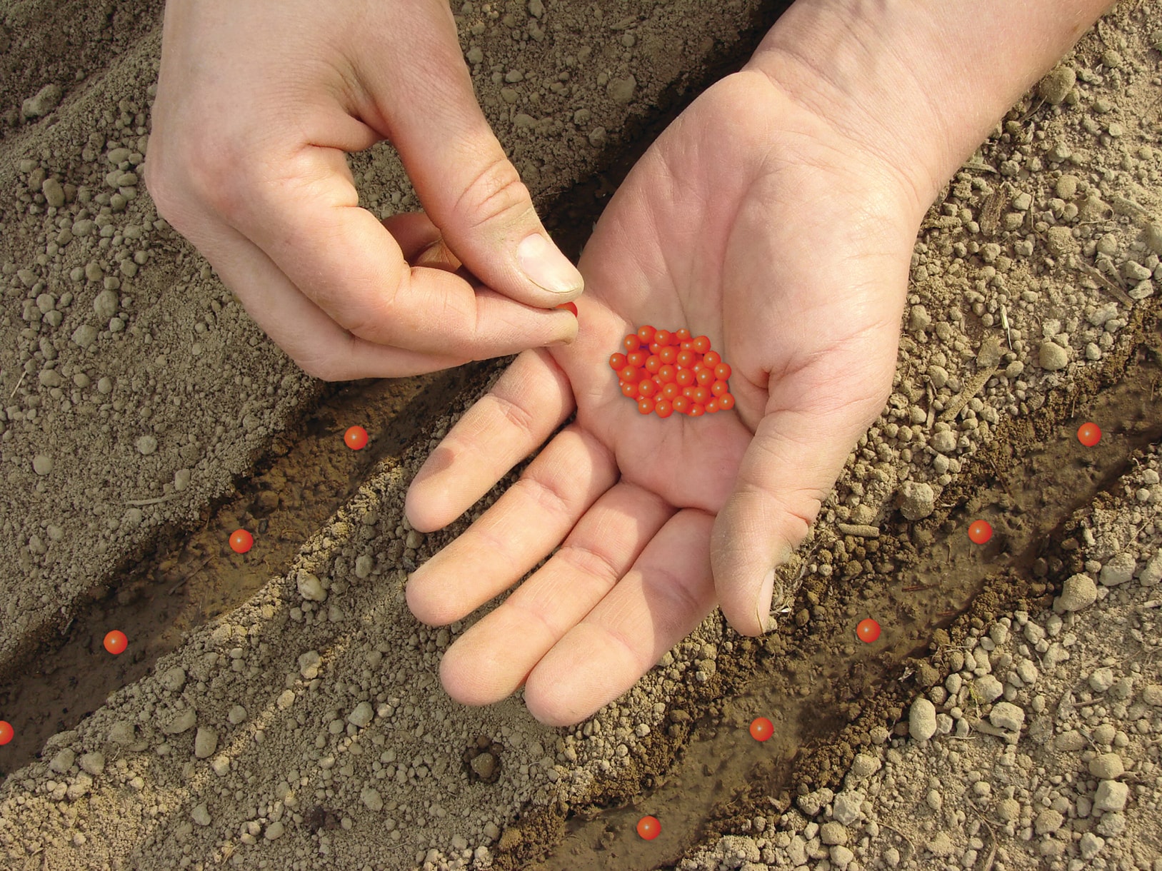 Ferry-Morse 249.550785 seeds - View #2