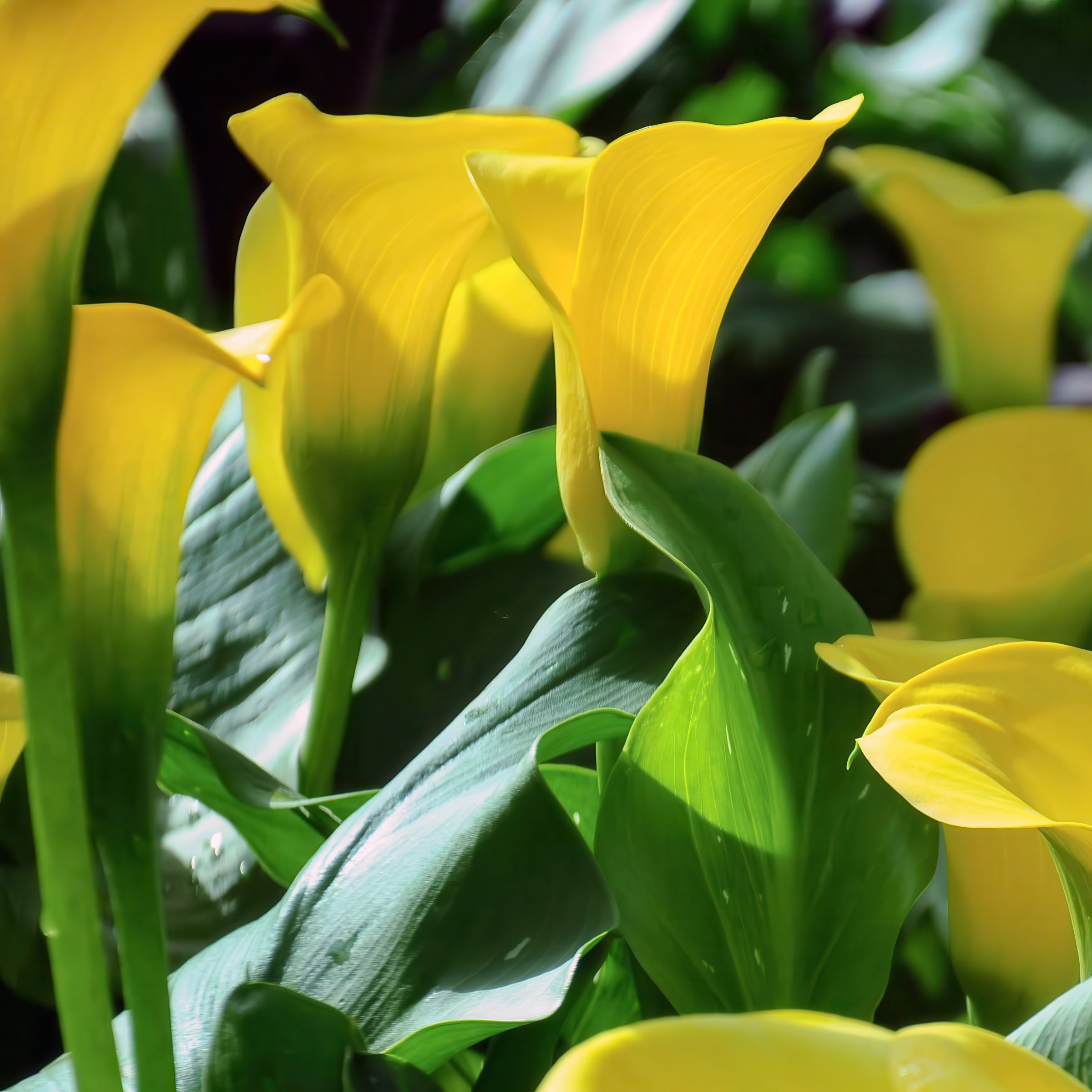 National Plant Network LW2618 Plant-Bulbs - View #8