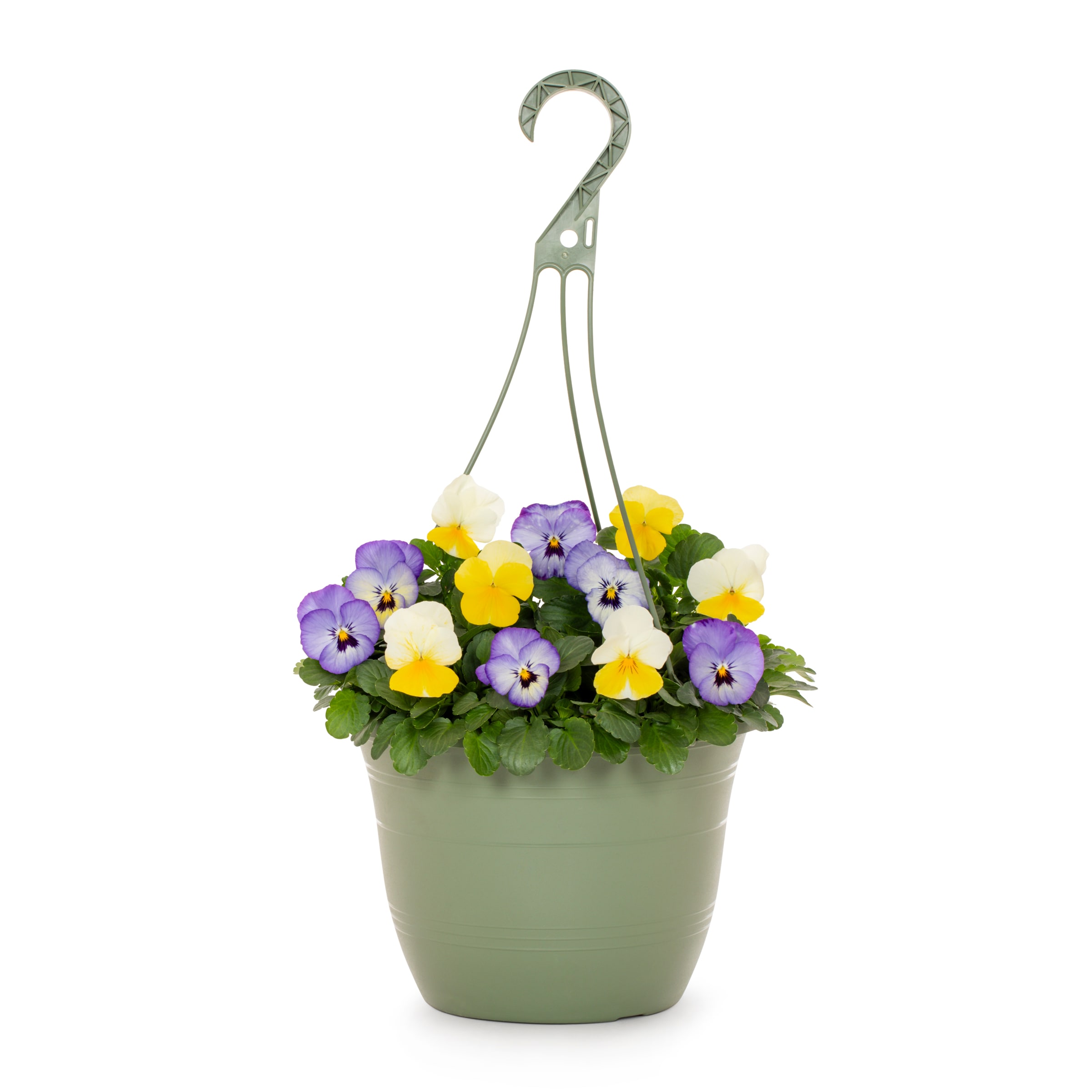 Lowe's 219131 Multicolor Viola in 1.5 Gallon(s) Hanging basket 1 -Pack