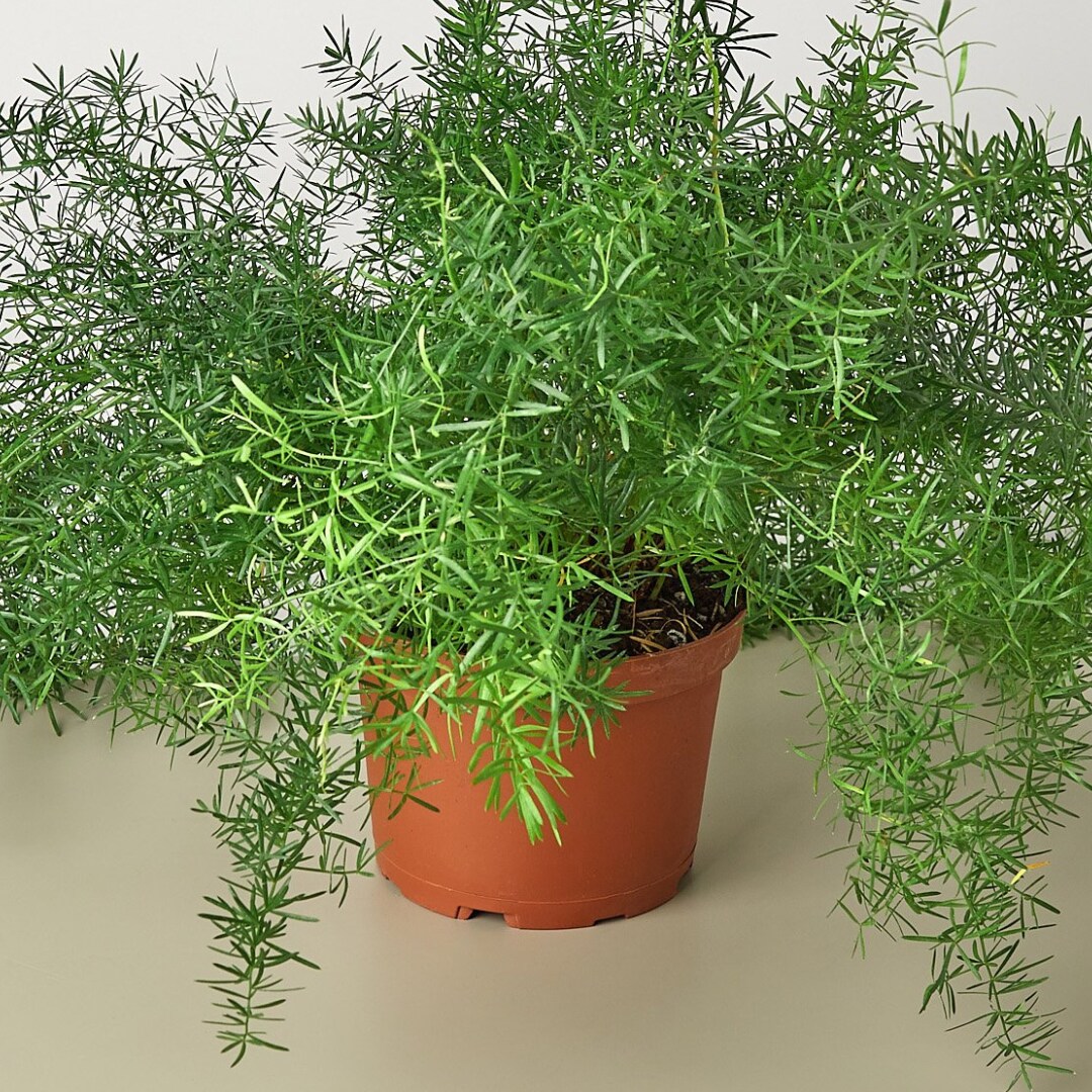 House Plant Shop 6-FERN-SPRENGERI hseplants - View #4