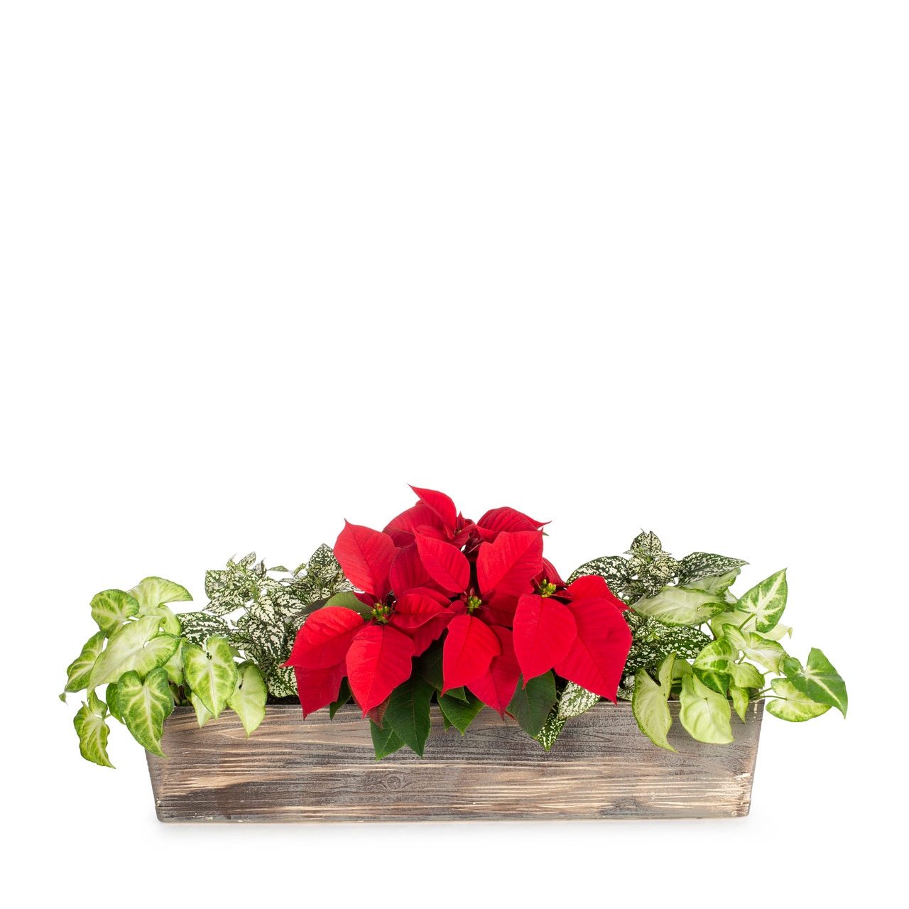 Lowe's 5340075 Multicolor Holiday Combo in 1.17 Gallon(s) Planter 1 -Pack