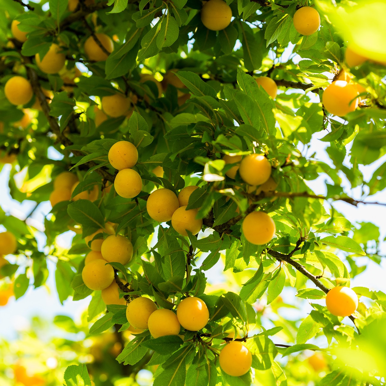 Perfect Plants LOGOLDPLUM3G trees - View #5