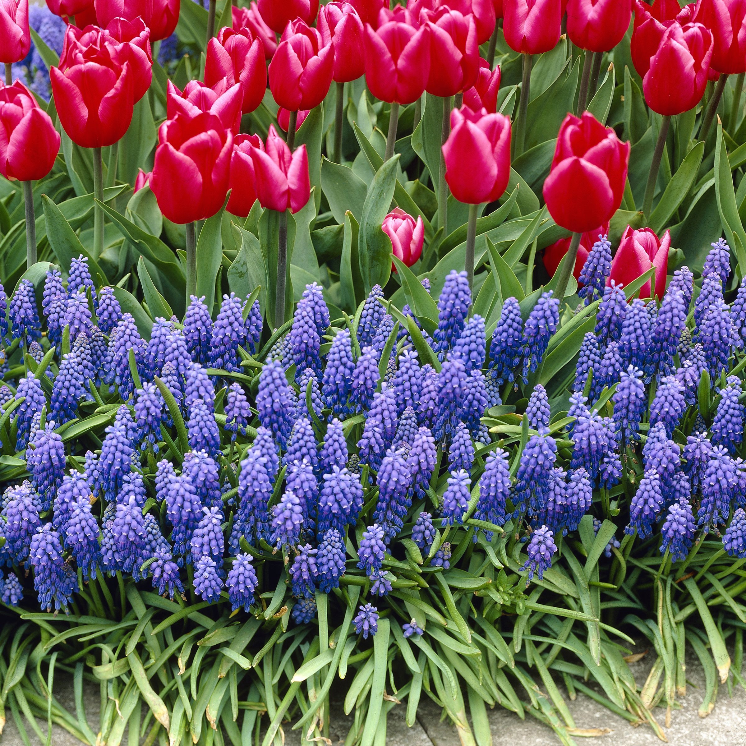 National Plant Network LW3137 Plant-Bulbs - View #9