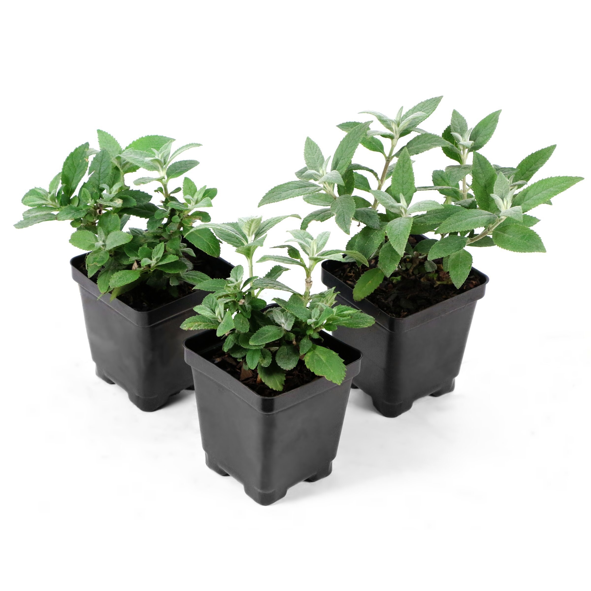 National Plant Network LW1961 shrubs - View #8