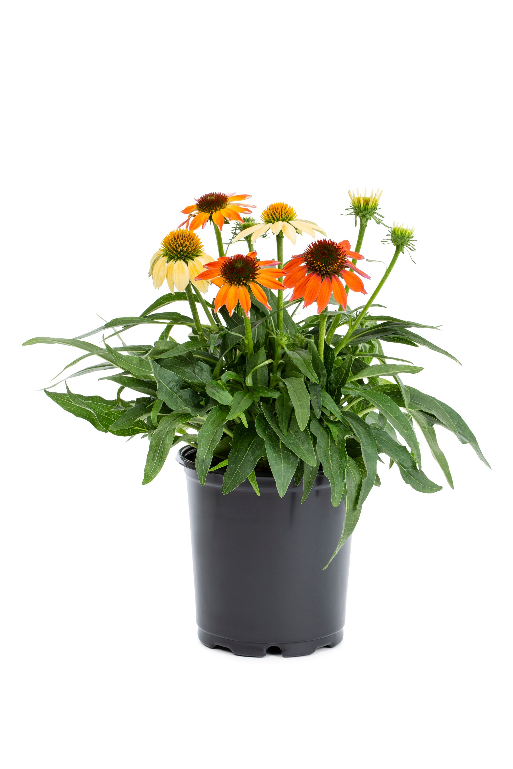 Lowe's 5975815 Multicolor Sombrero Poco Hot Coral Coneflower Plant in 2.5 -Quart Pot 1 -Pack