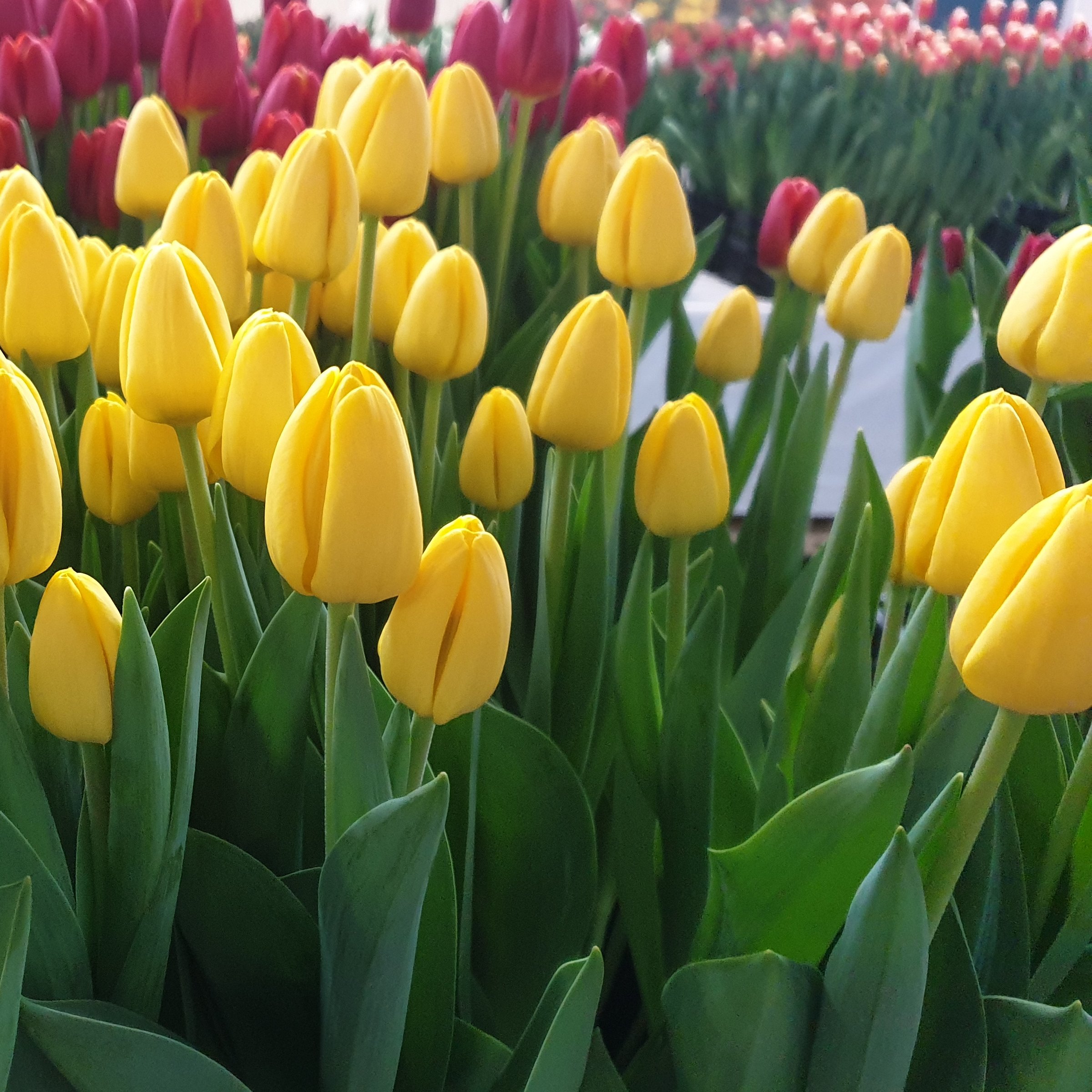 National Plant Network LW3149B Plant-Bulbs - View #8