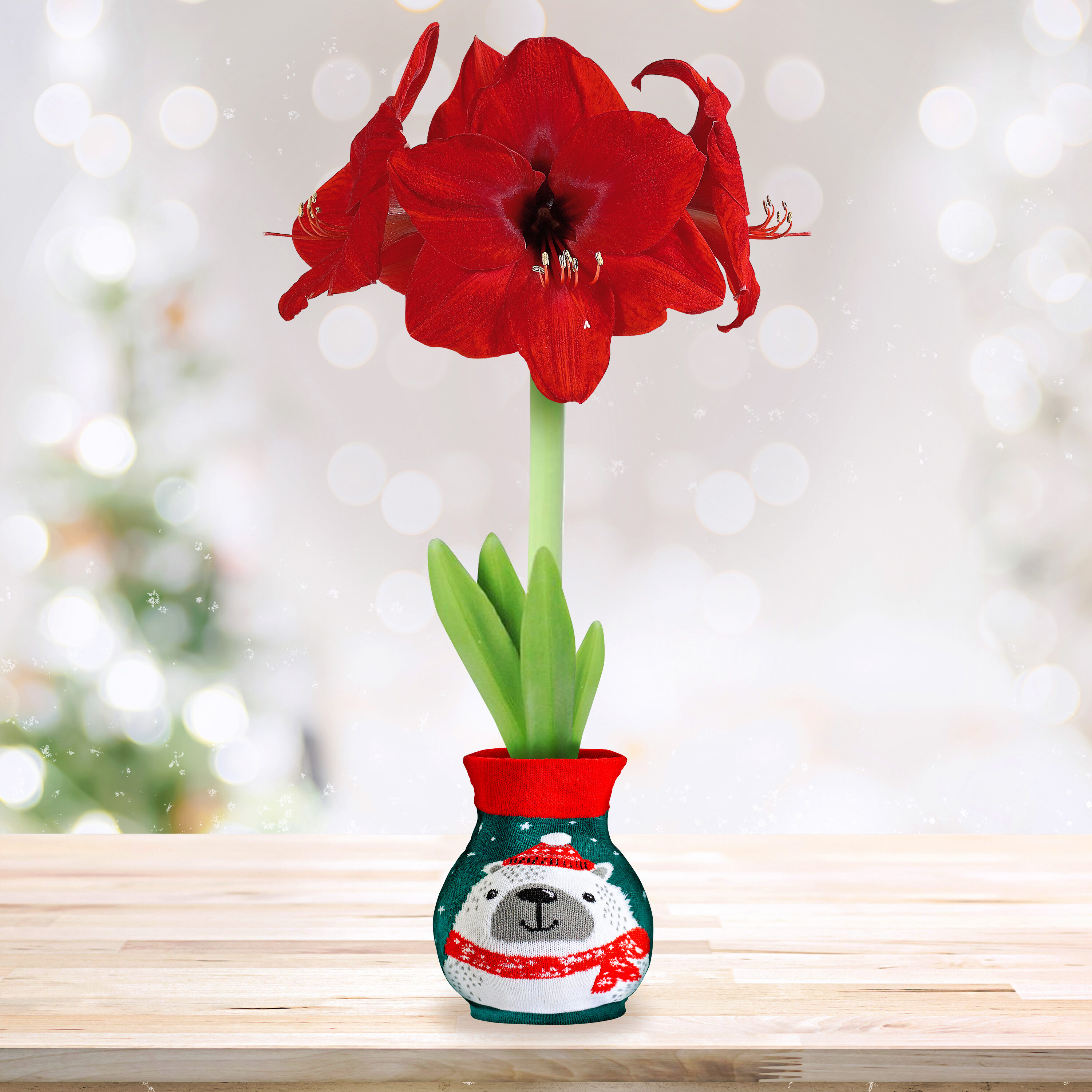 Deer Resistant Polar Bear Sweater Red Lion Amaryllis, 28/30cm Plants ...