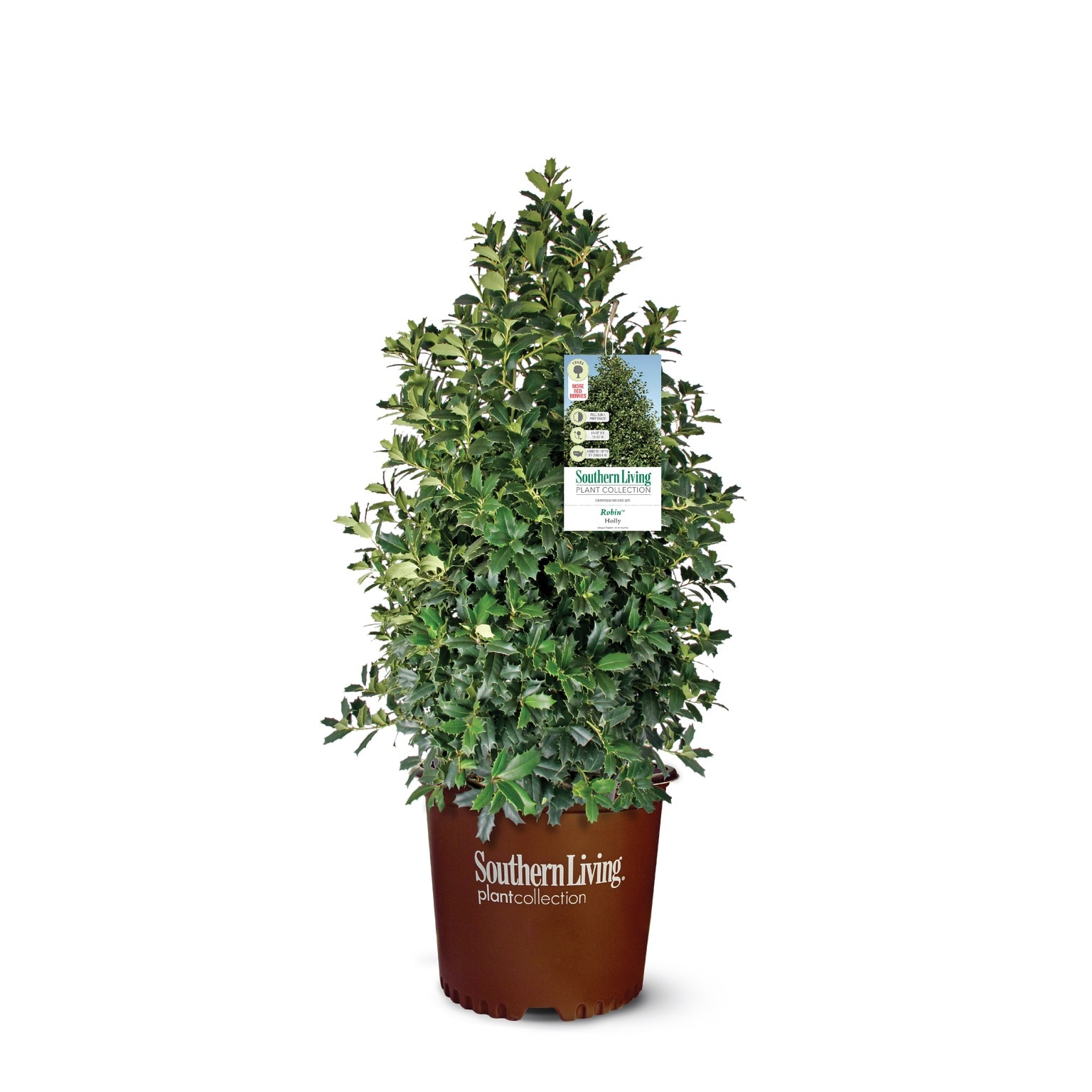 Southern Living Plant Collection 2.5 -Quart Oakland Holly Foundation/Hedge Shrub 1 -Pack