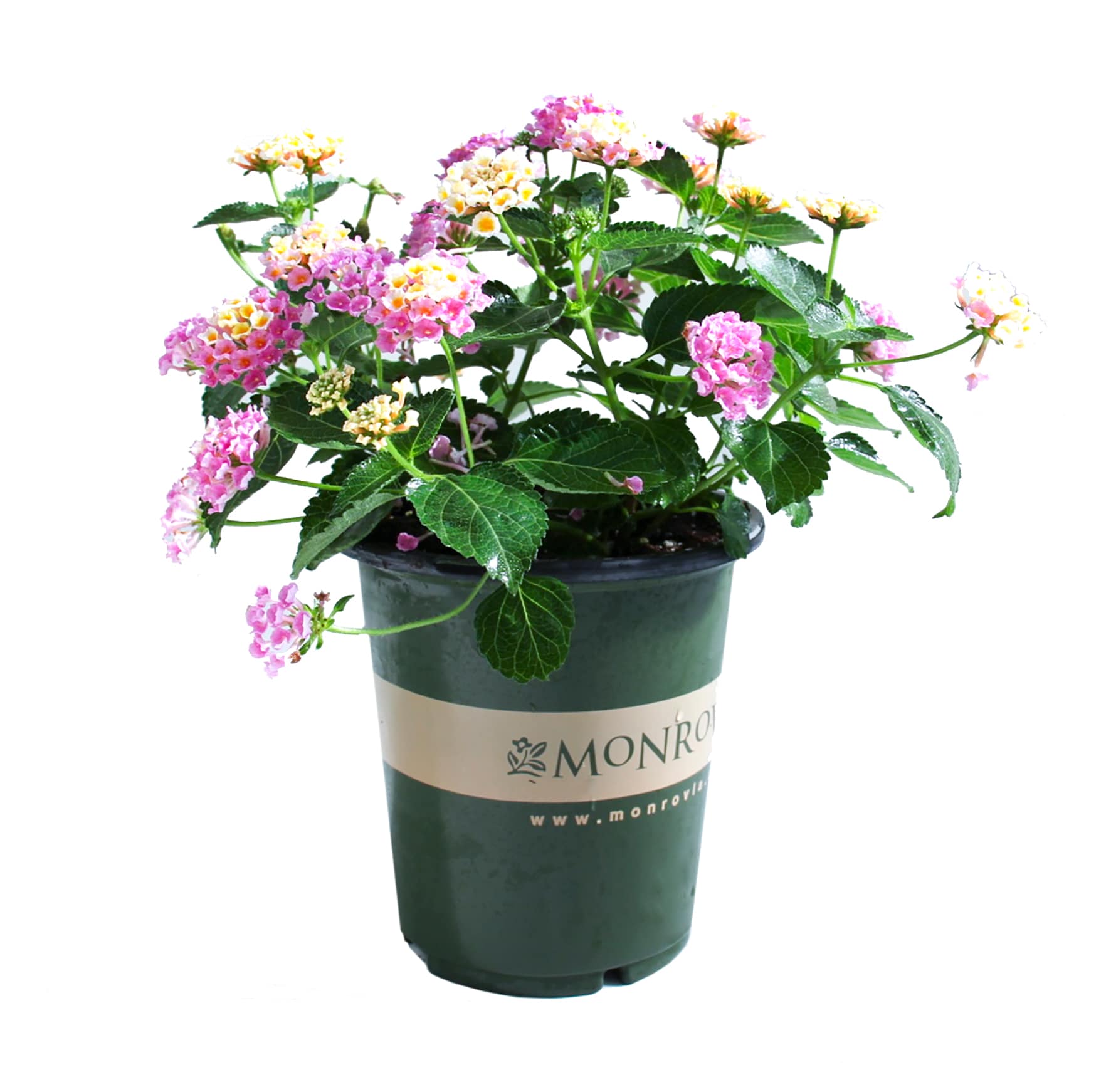 Monrovia NURSERY Multicolor Lantana Plant in 1-Gallon Pot
