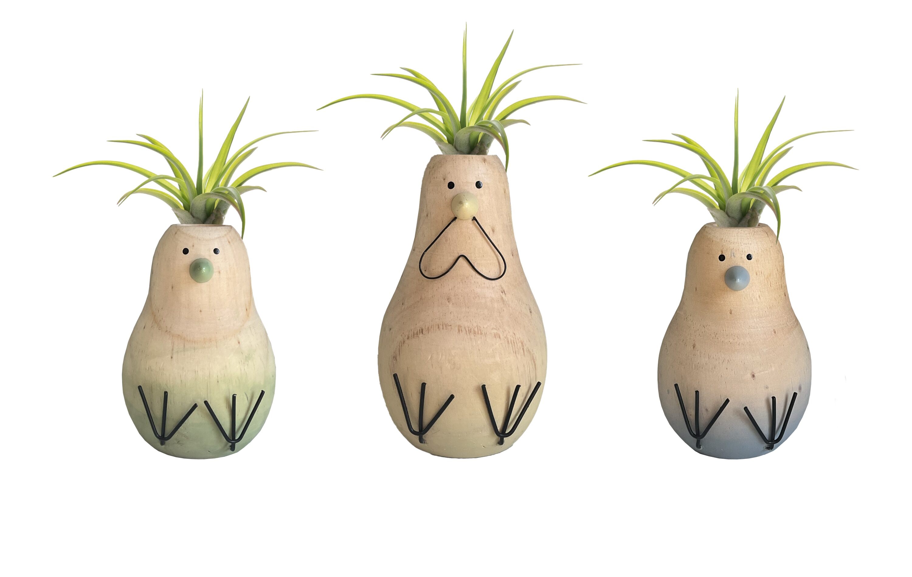 LiveTrends CLUCKY House plant in 1 -Pack Pot 1 -Pack #CLUCKY