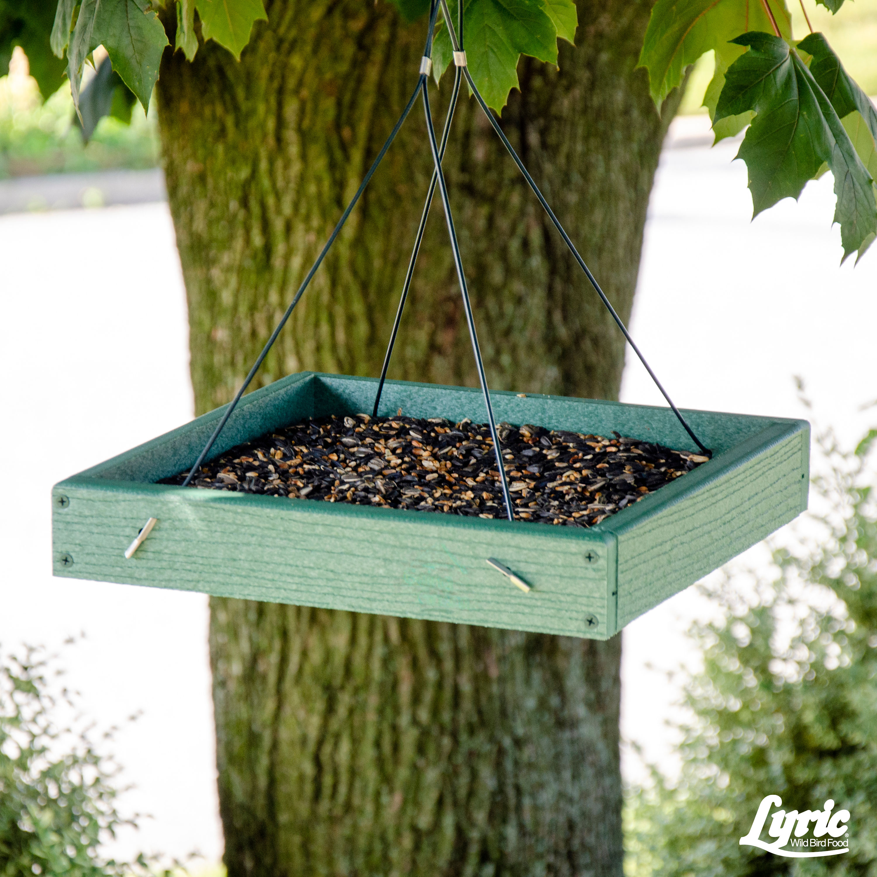 Lyric 2647342 Bird-Squirrel-Food - View #9