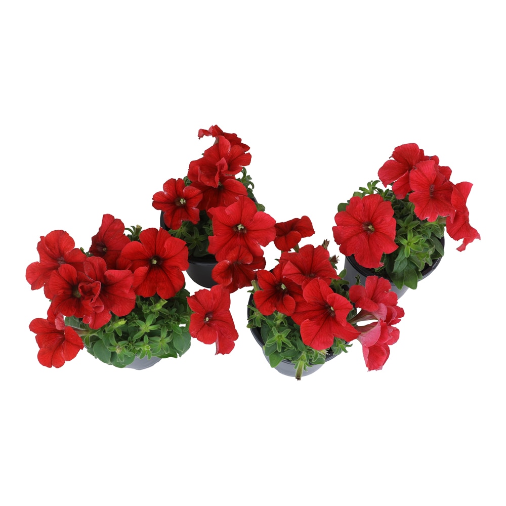 Altman Plants 0881214 annuals - View #2