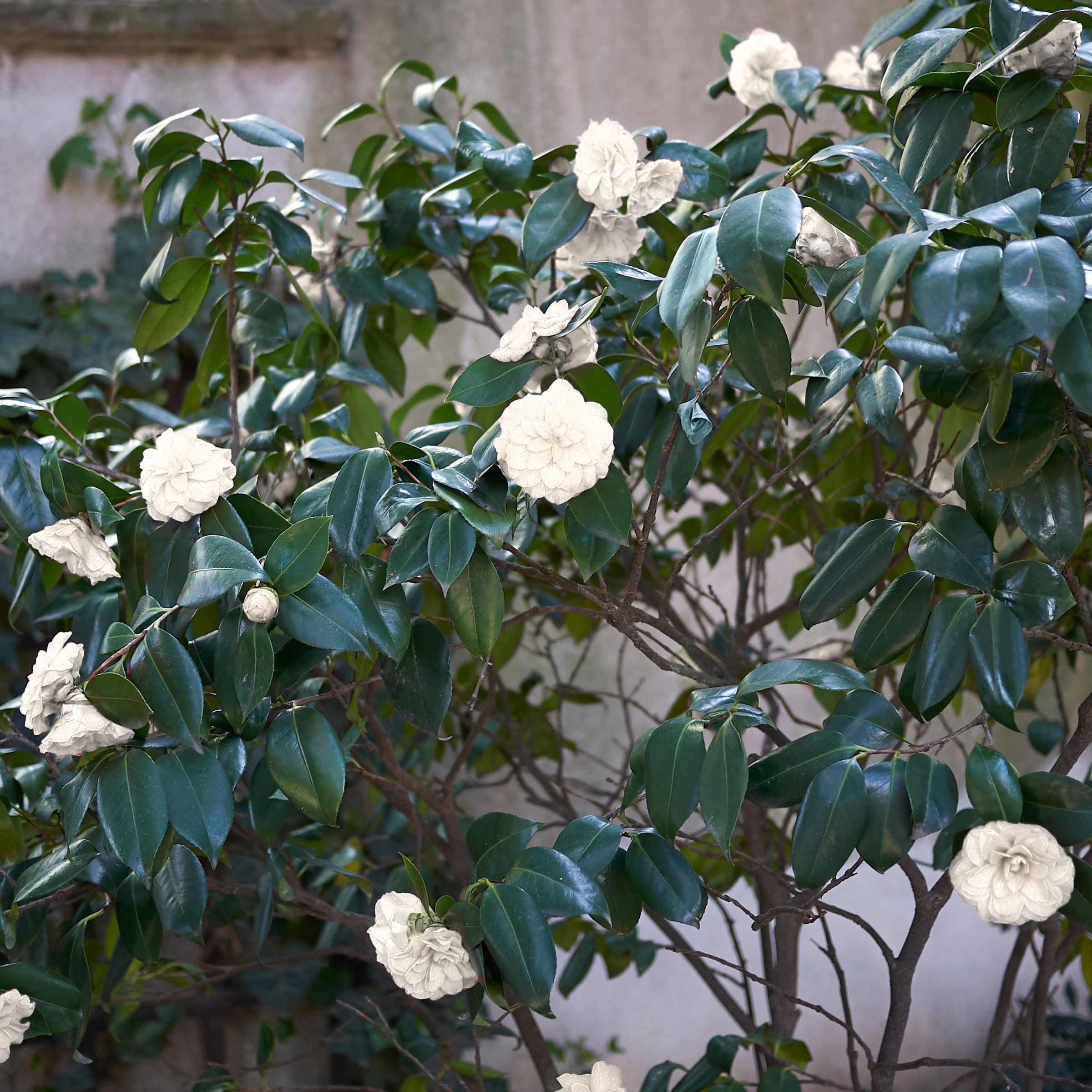 National Plant Network LW2843 shrubs - View #7