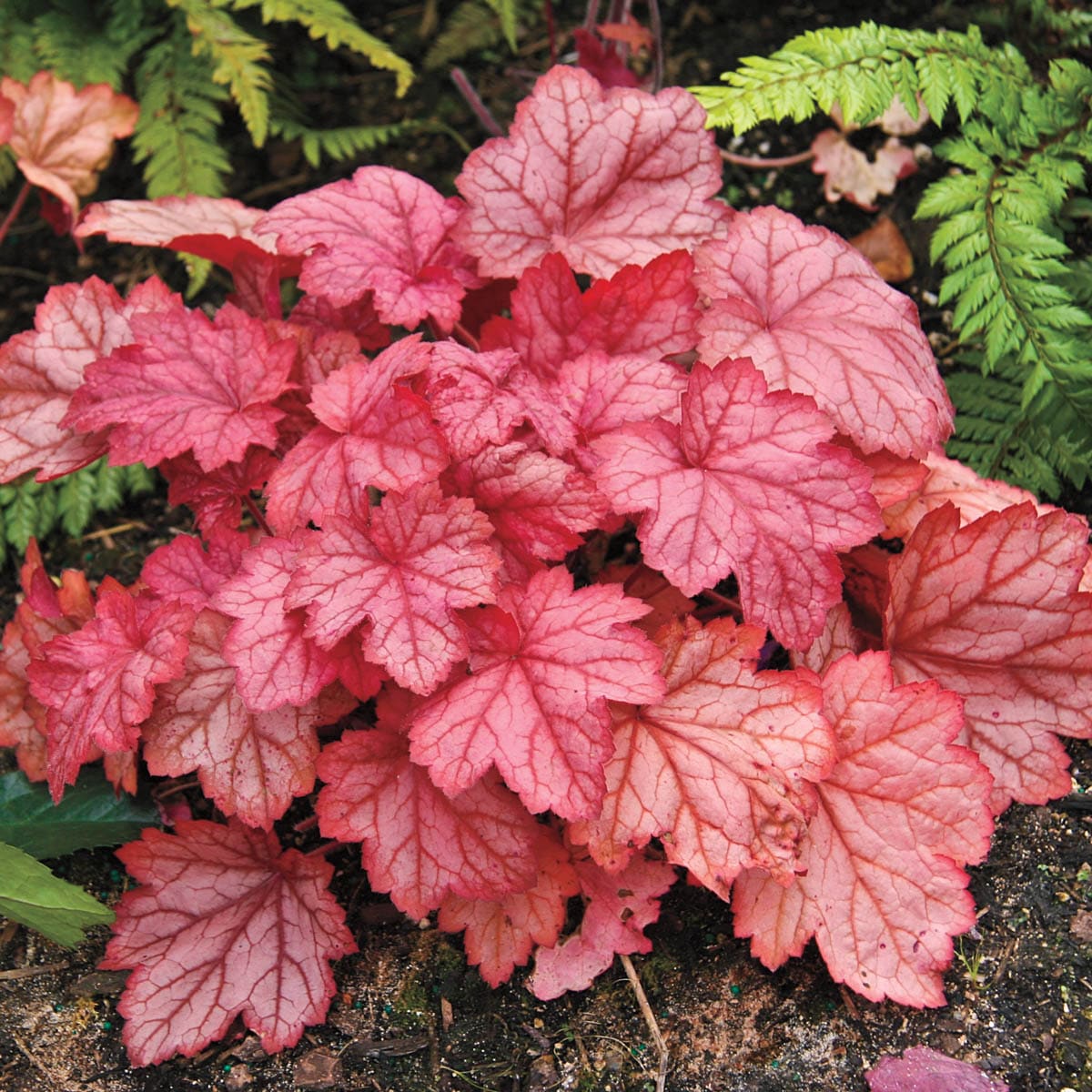 Breck's 90344 Georgia Peach Coral Bell Dormant Perennial Plant in 1 -Pack Bareroot 3 -Pack