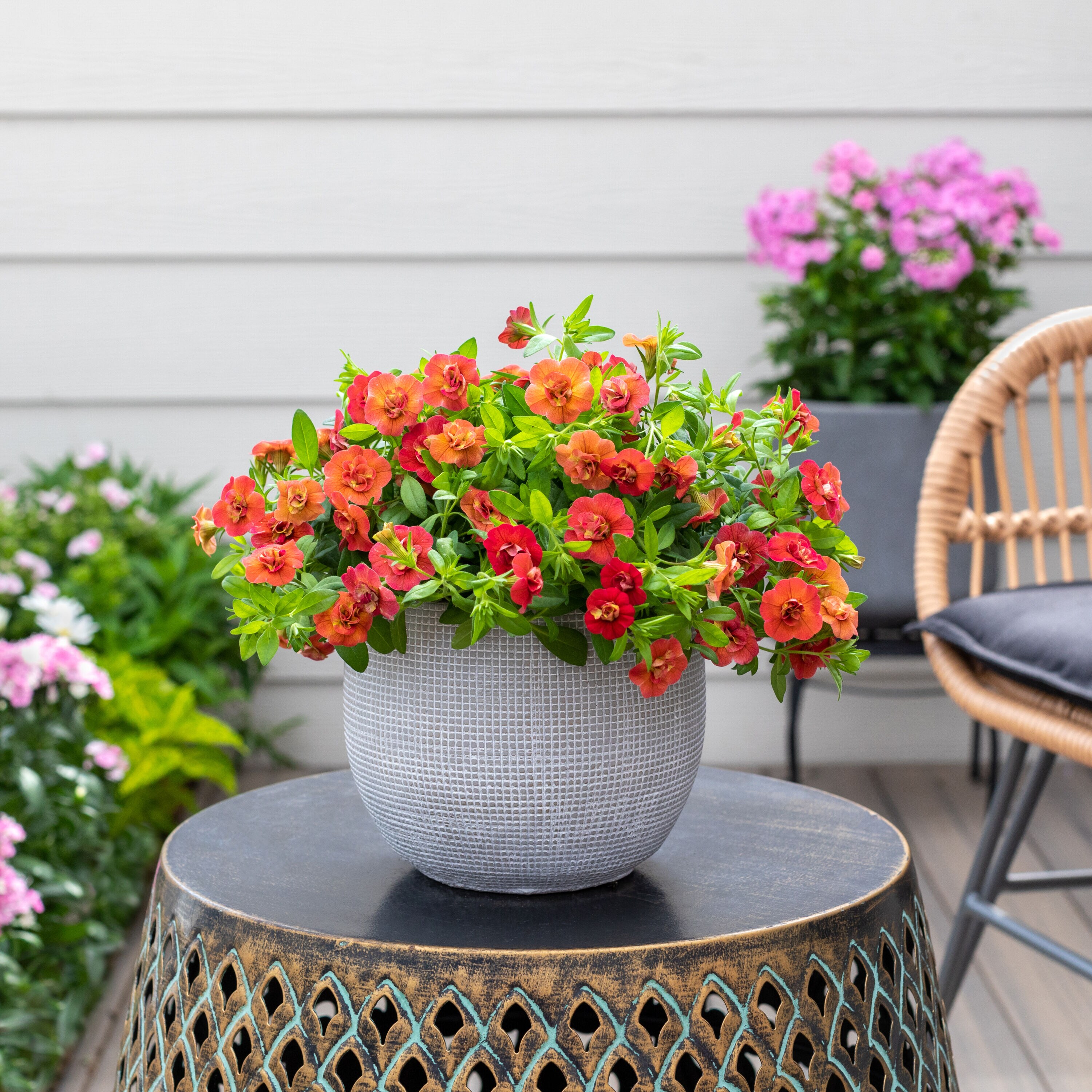 Monrovia 79147 annuals - View #3