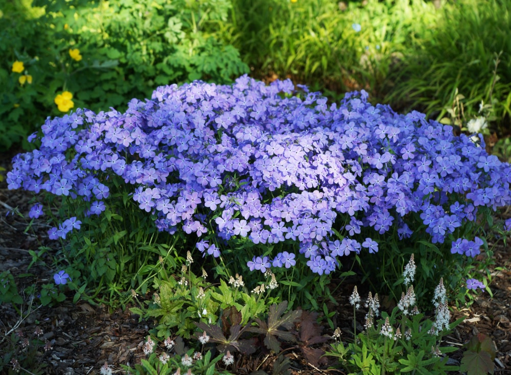Spring Hill Nurseries 71364 perennials - View #4