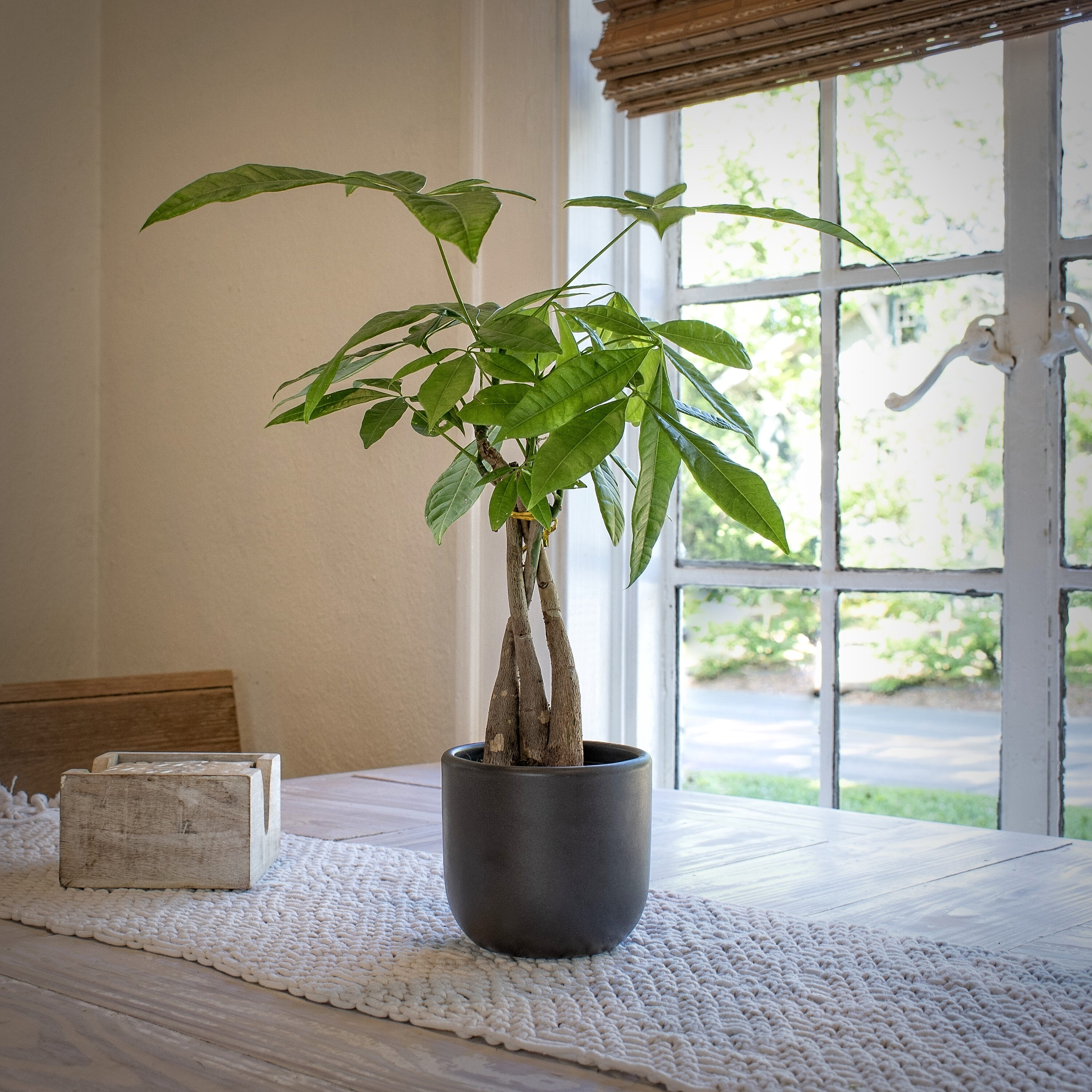 National Plant Network LW4679 Planter-Window-Box - View #5