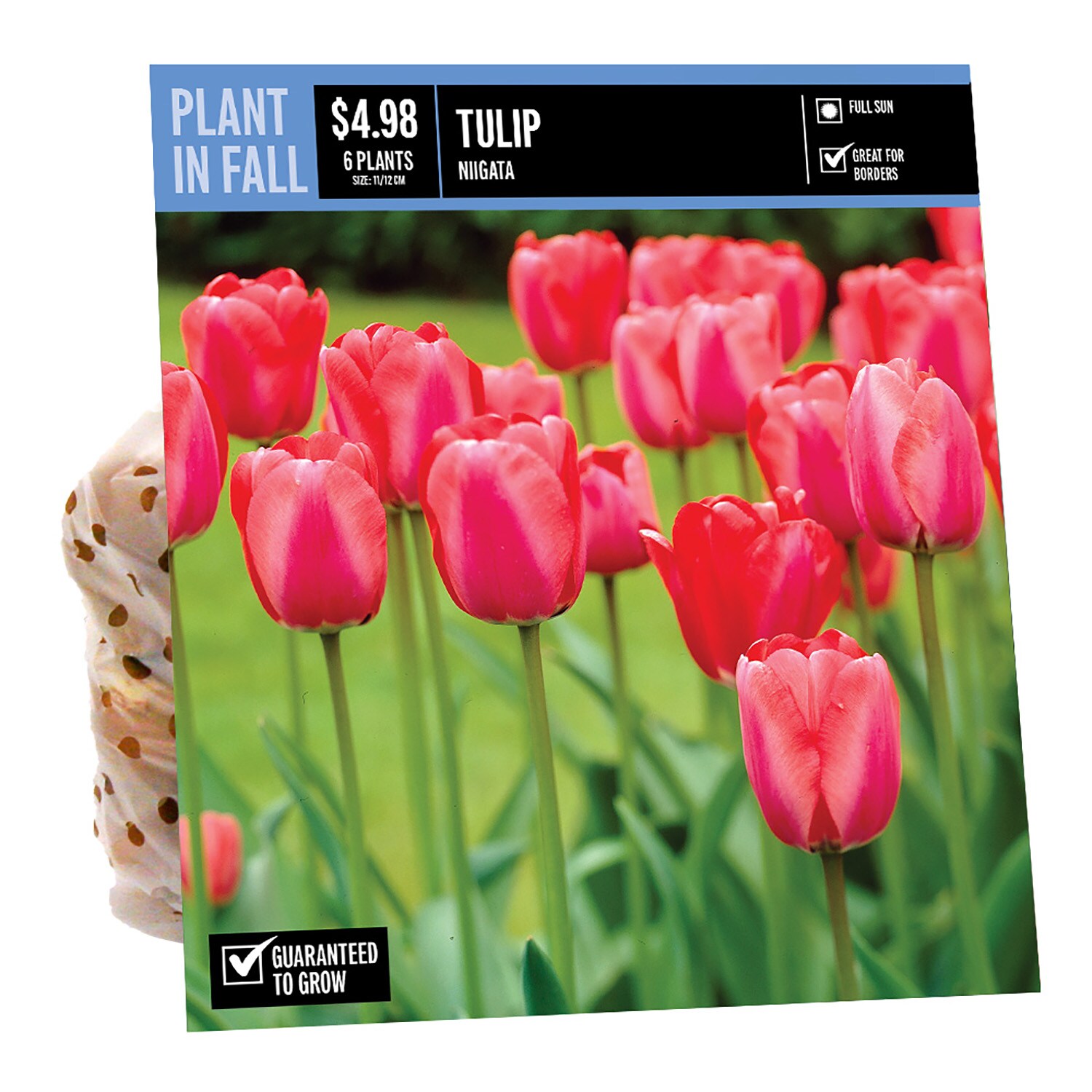  NURSERY TULIP NIIGATA PBS