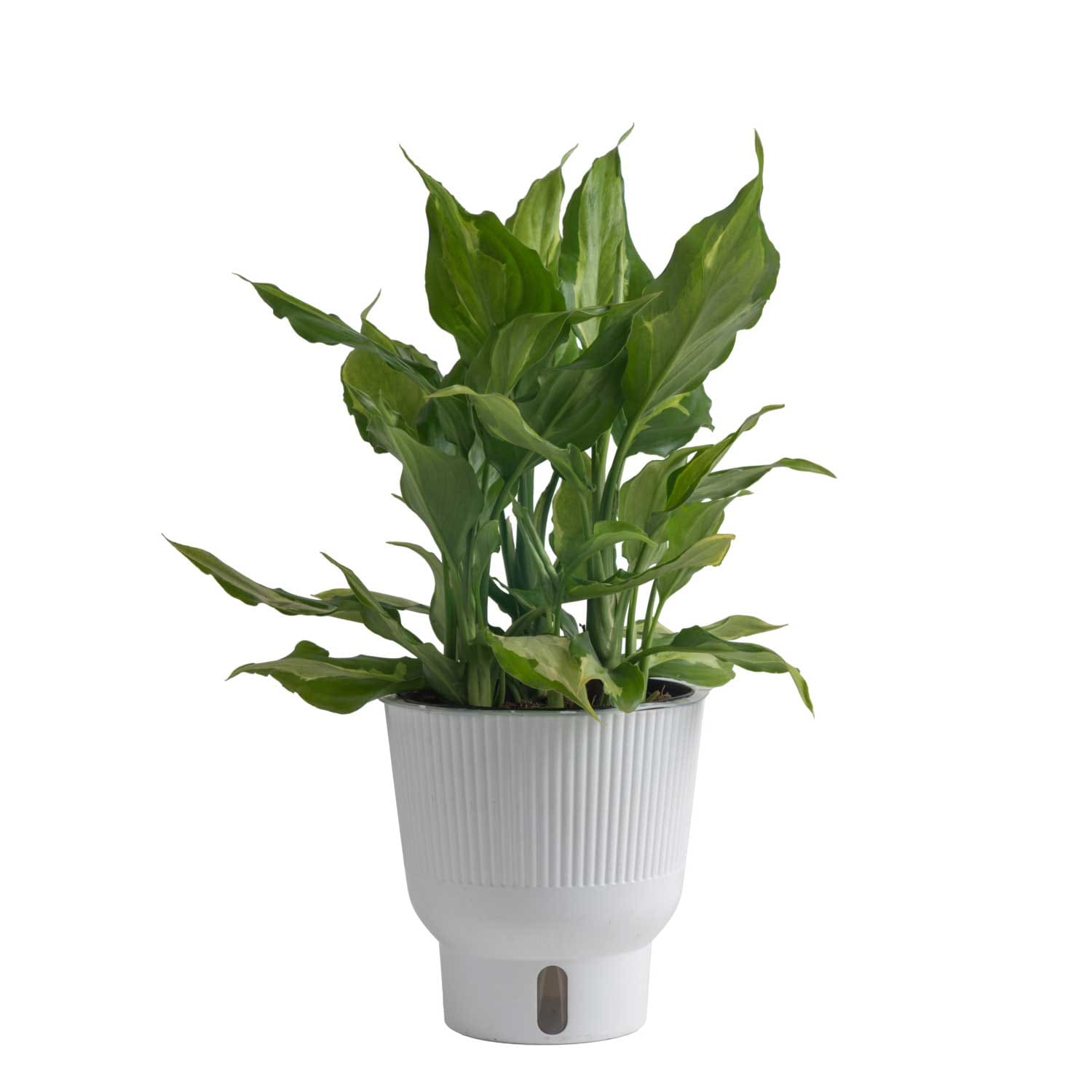 Costa Farms M-SAA-P-WHT-01-LW Trending Tropicals Spathonema Aglaonema House plant in 6 Inch(es) Self-watering pot 1.0 -Pack